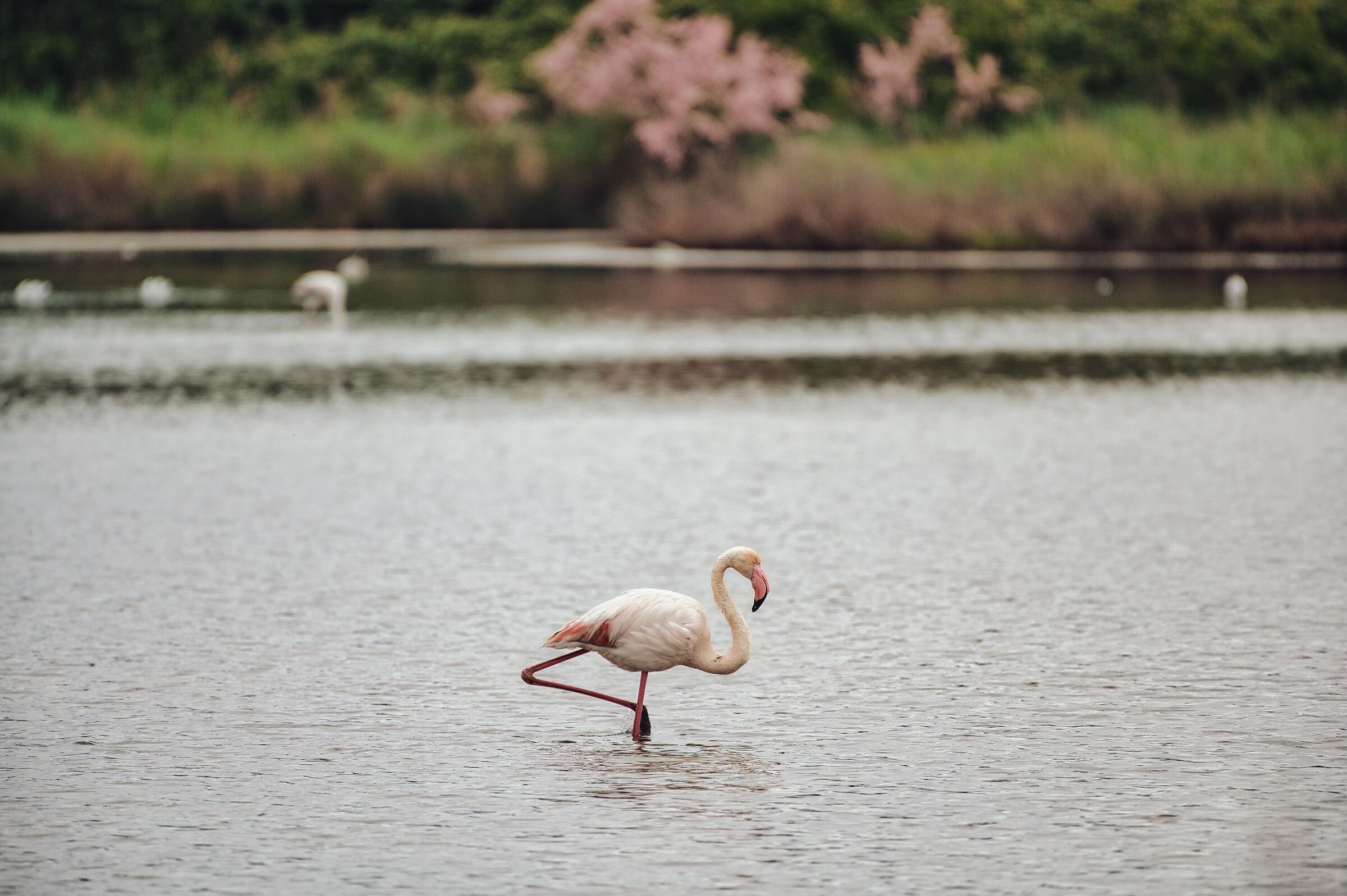 Pink feathers...