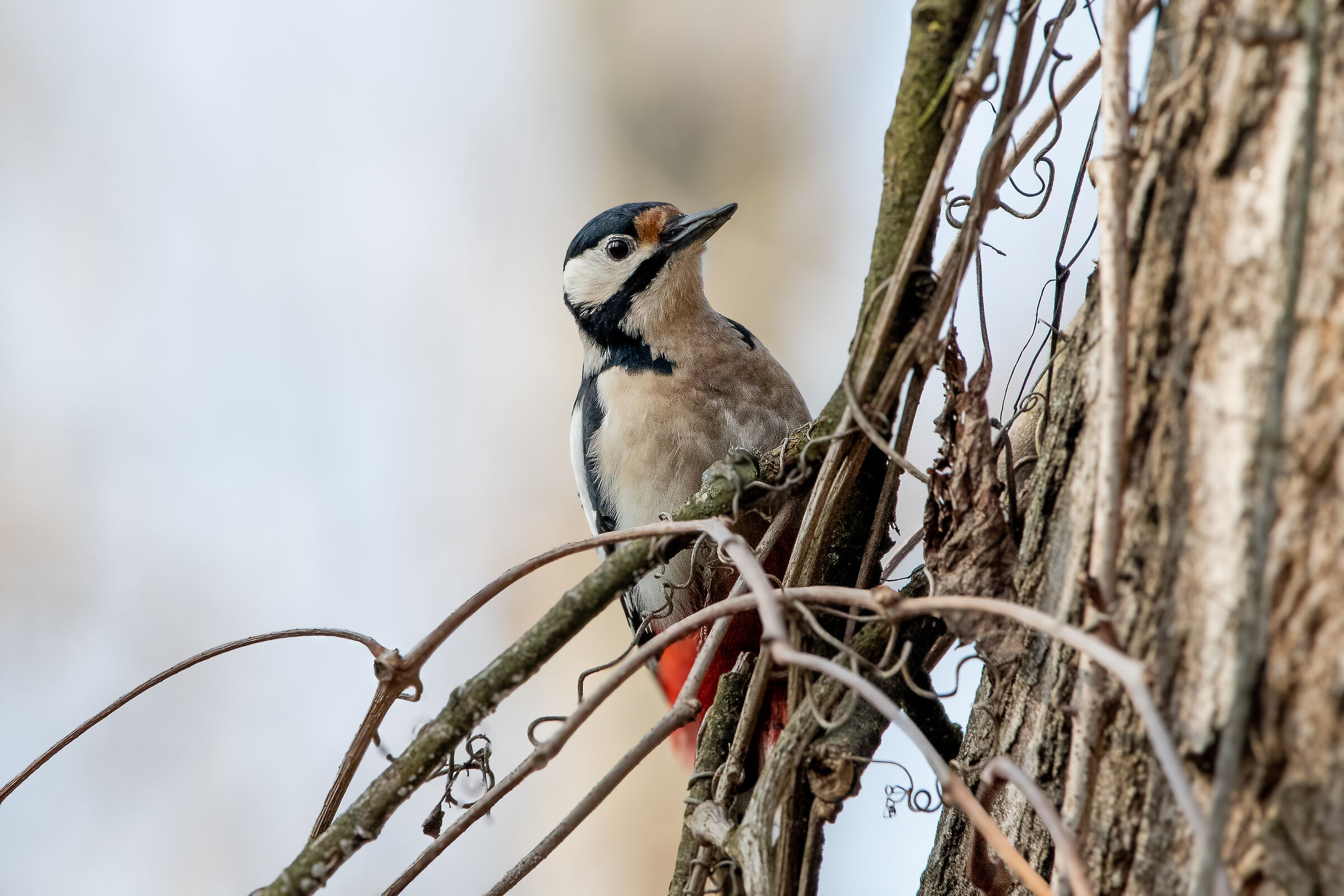Great spotted woodpecker (f) - Dendrocopos Major...