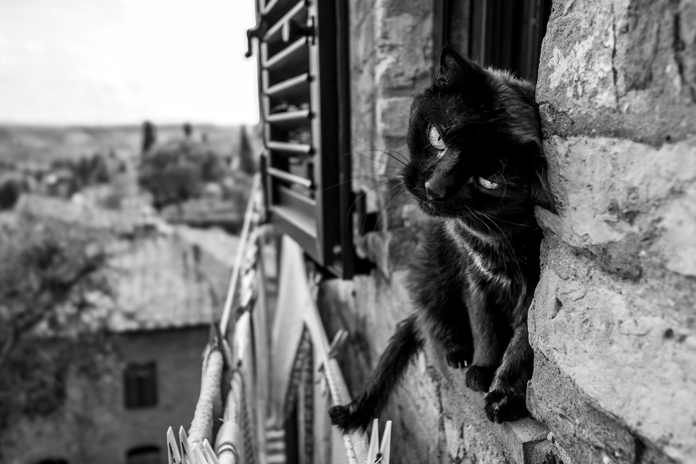 Cat in San Gimignano...