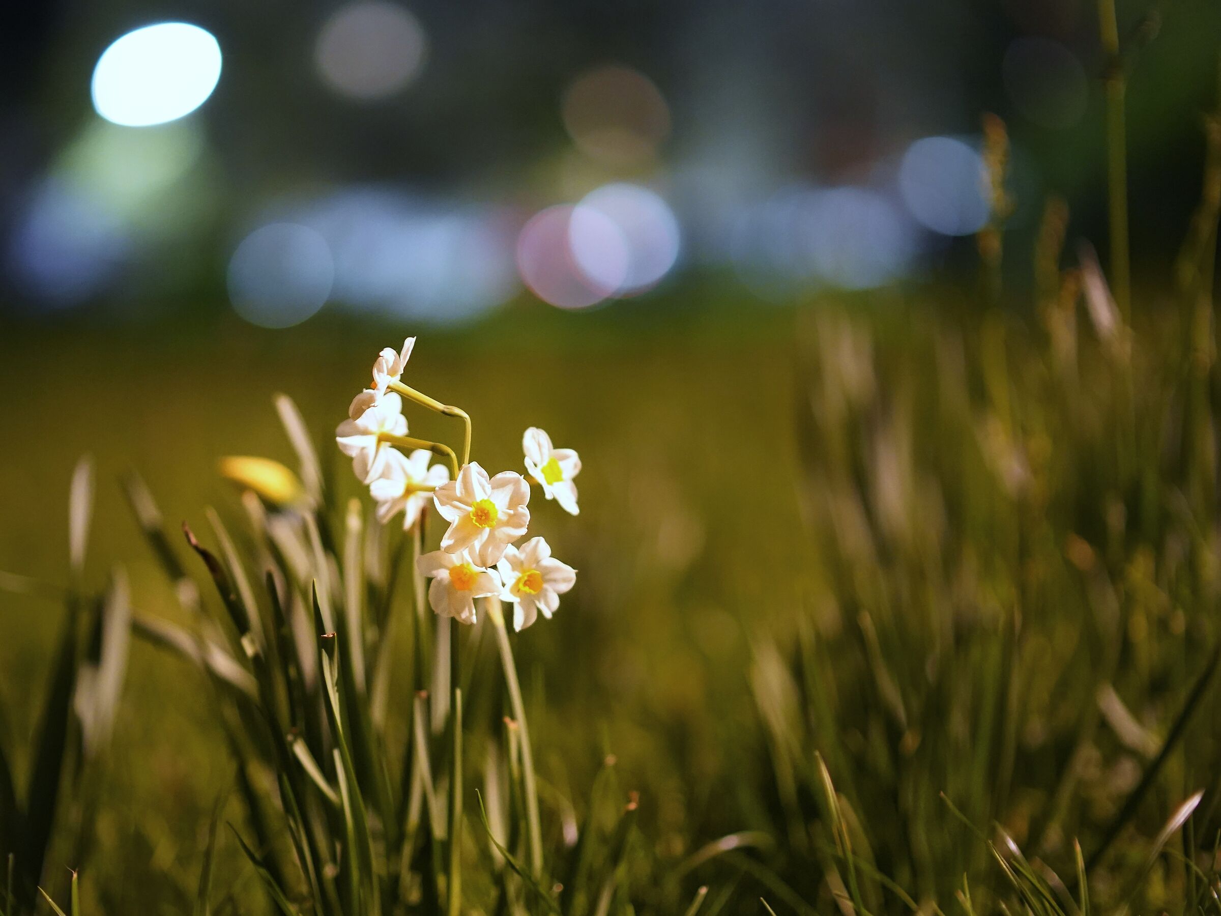 Daffodil by night...