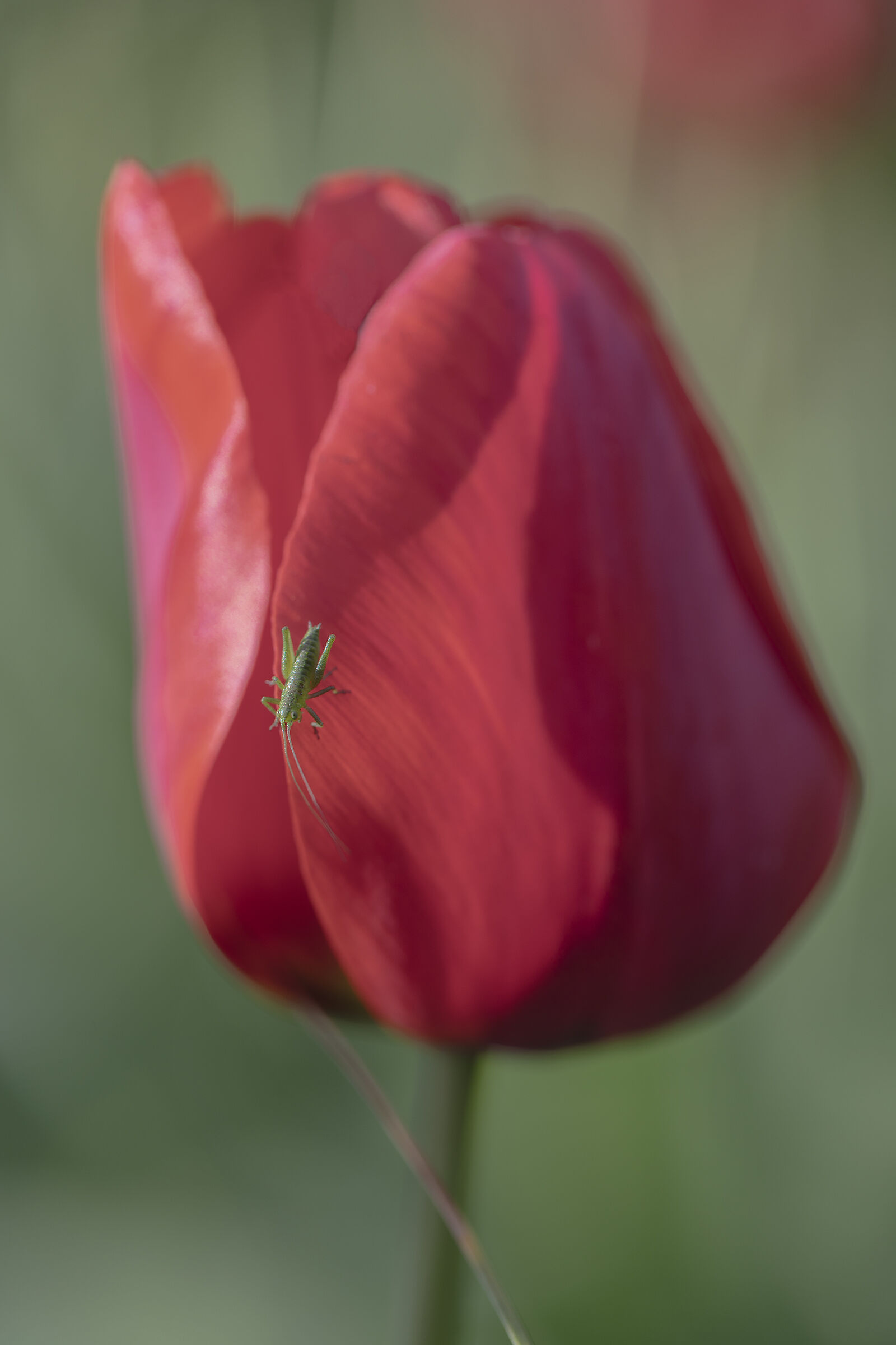 Tulipano con ospite 2...