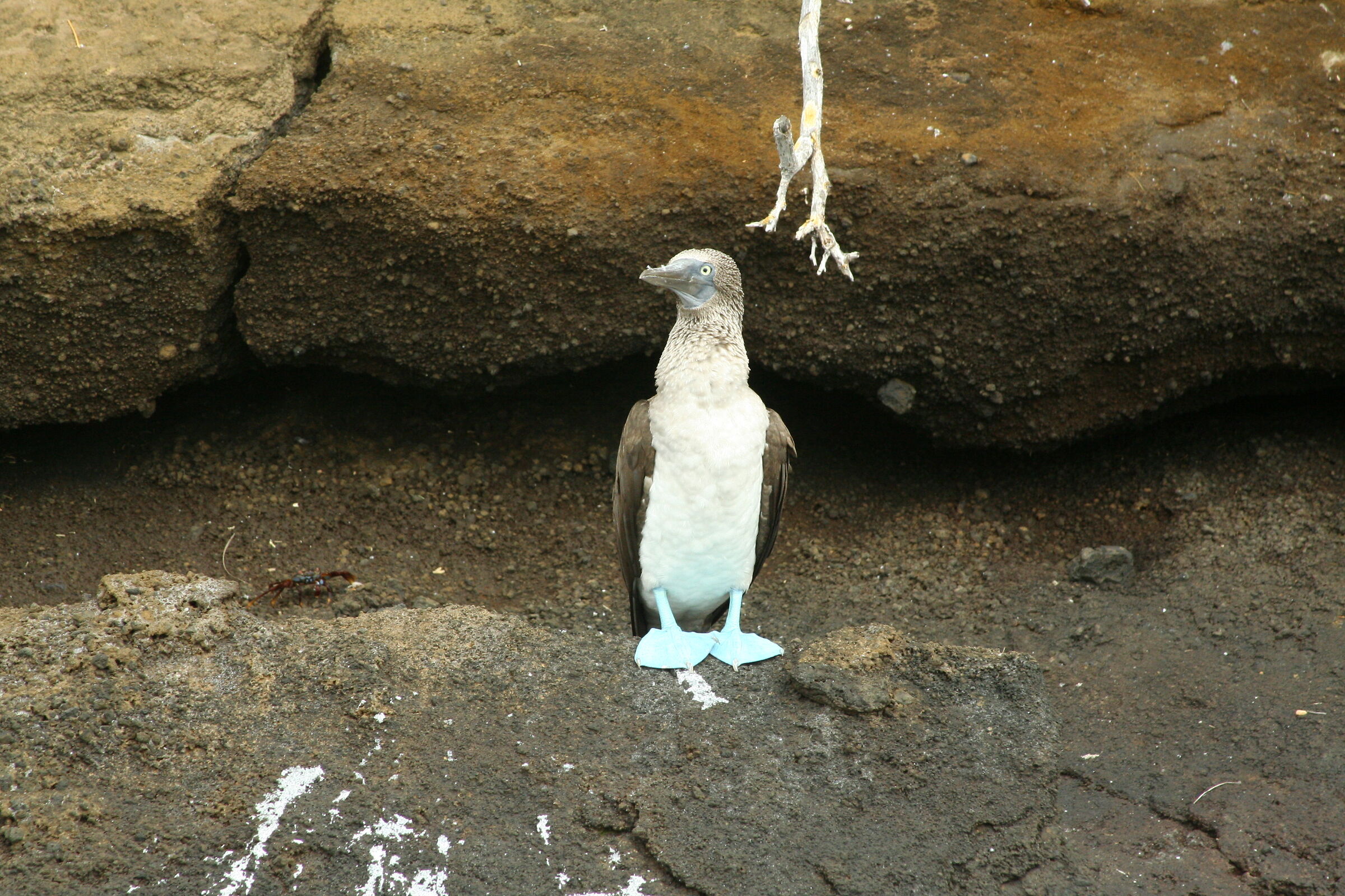 Blue-footed booon...