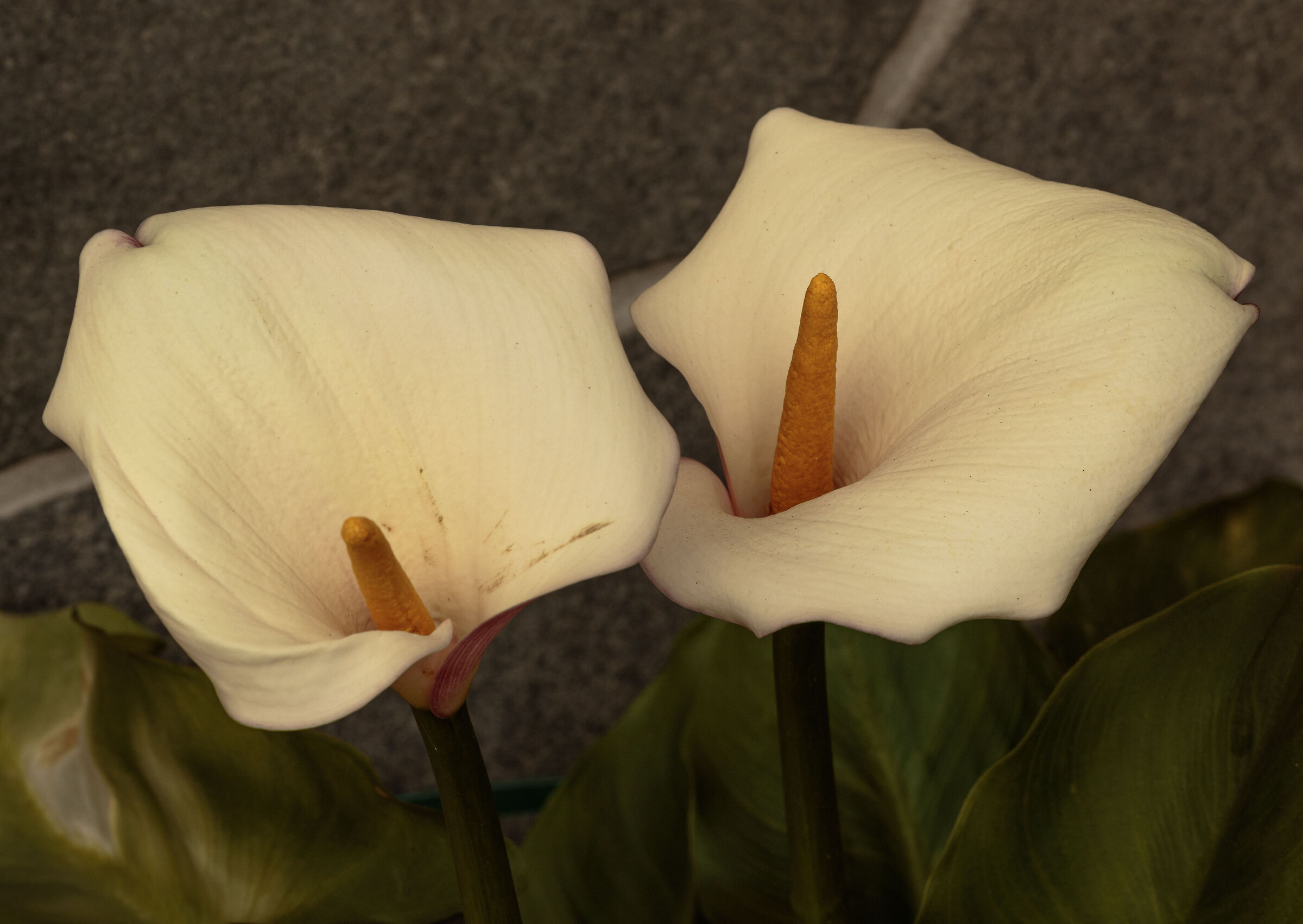 Calla lilies in the pot in my garden Cesano M. MB 4/05/2022...