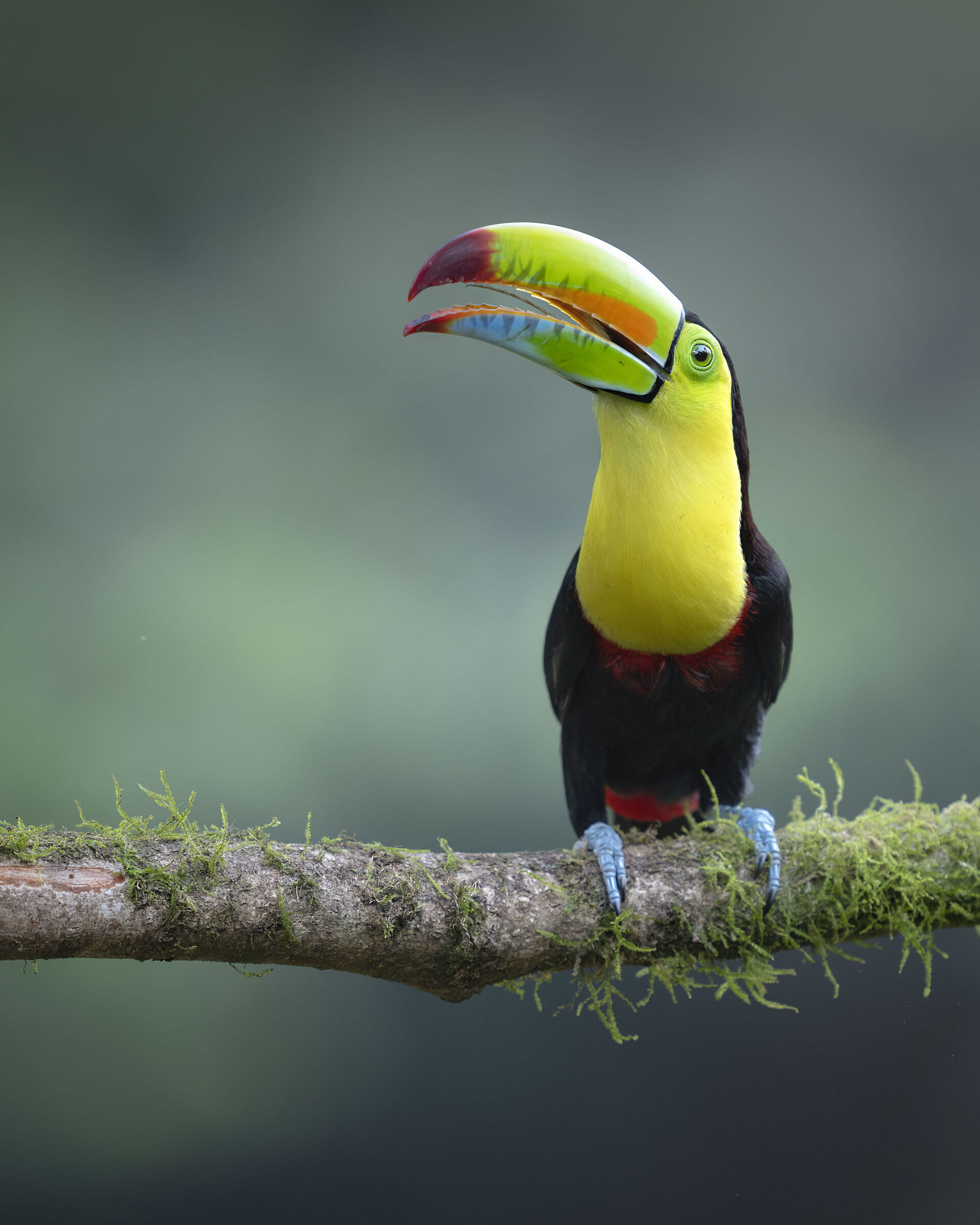 Keel-billed toucan...