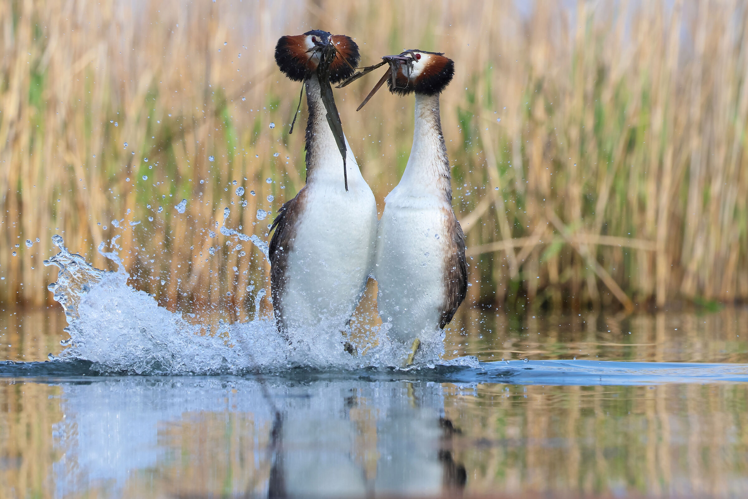 Love is in the air (Great Crested Grebe)...