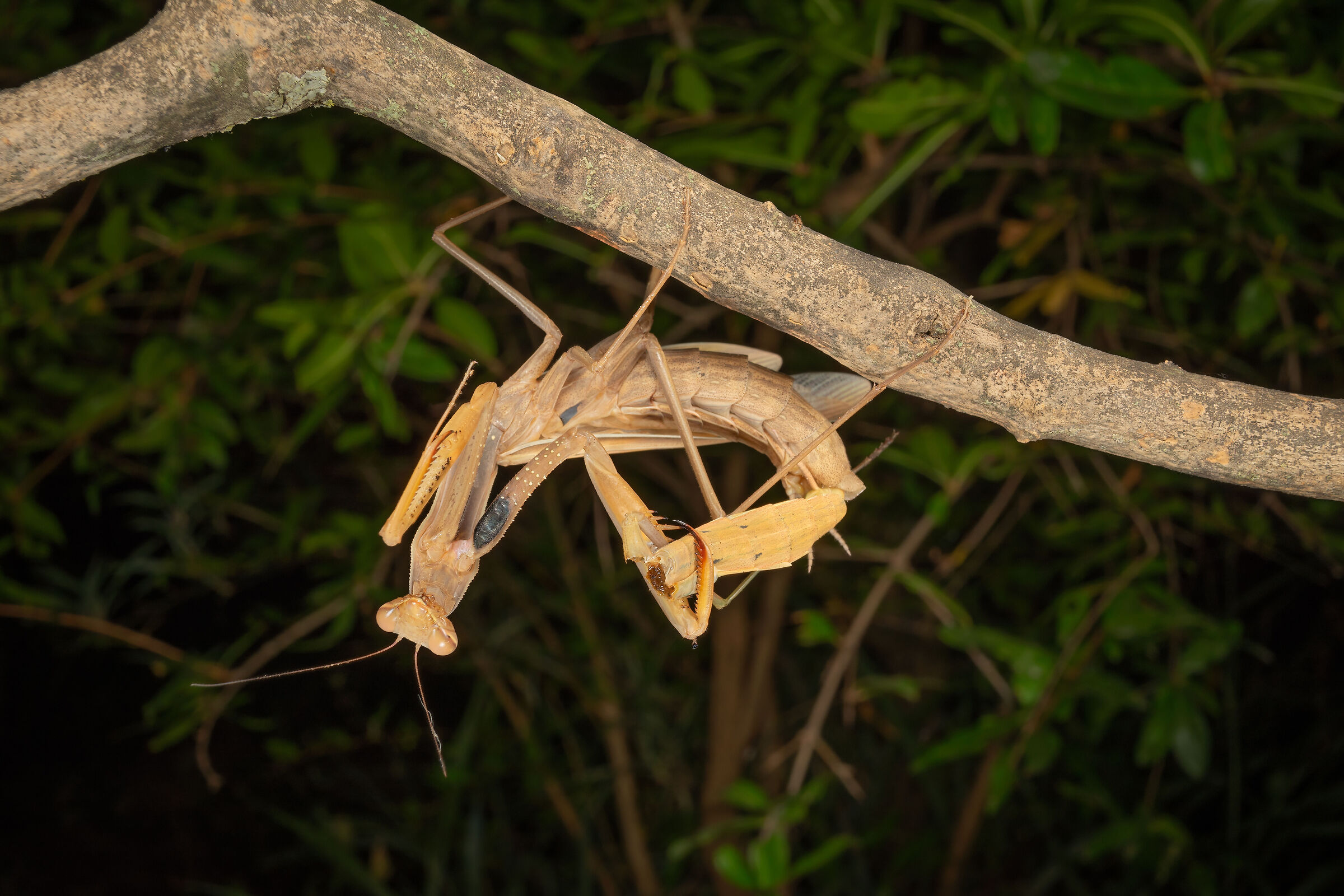 The Mating of the Mantis, 13...
