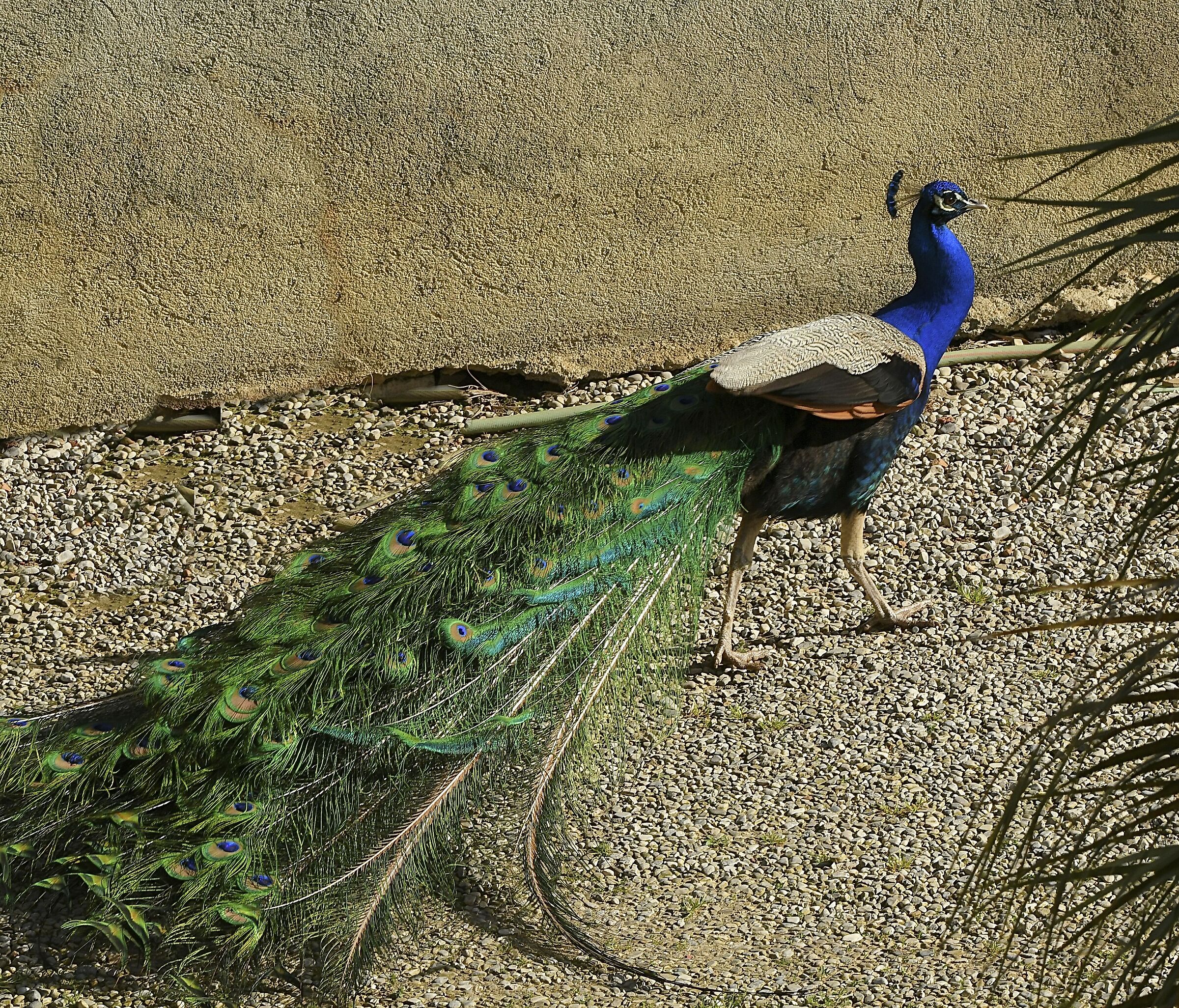 Pet Peacock (a lot)...