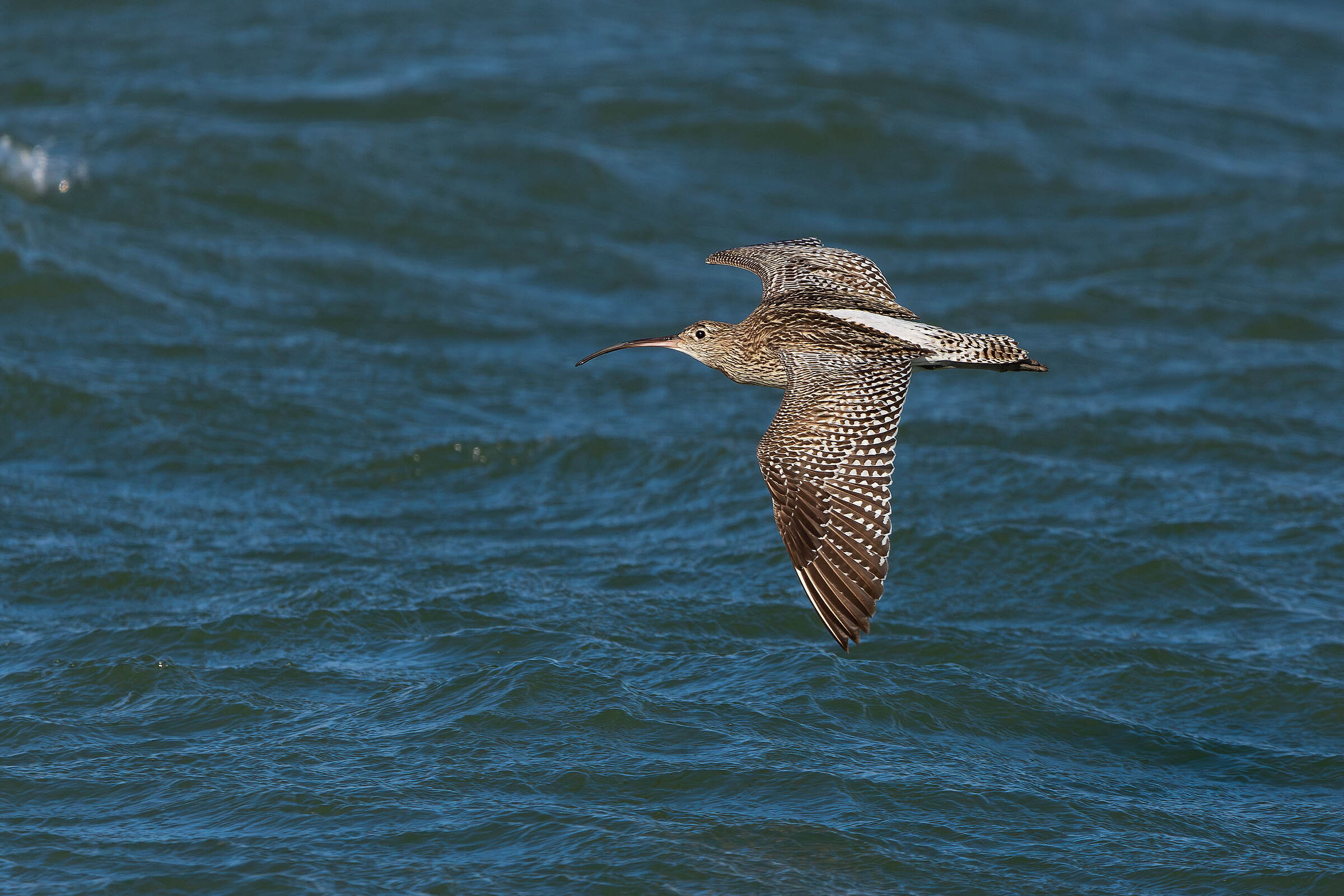 Curlew on the fly...