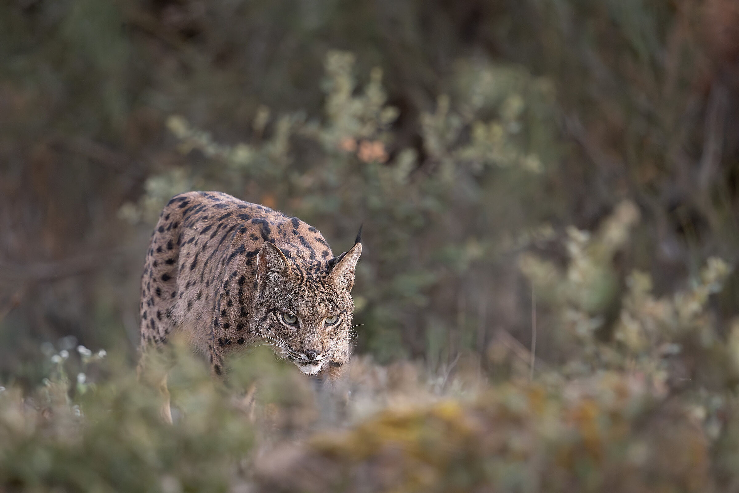 Lynx Pardina on the hunt...