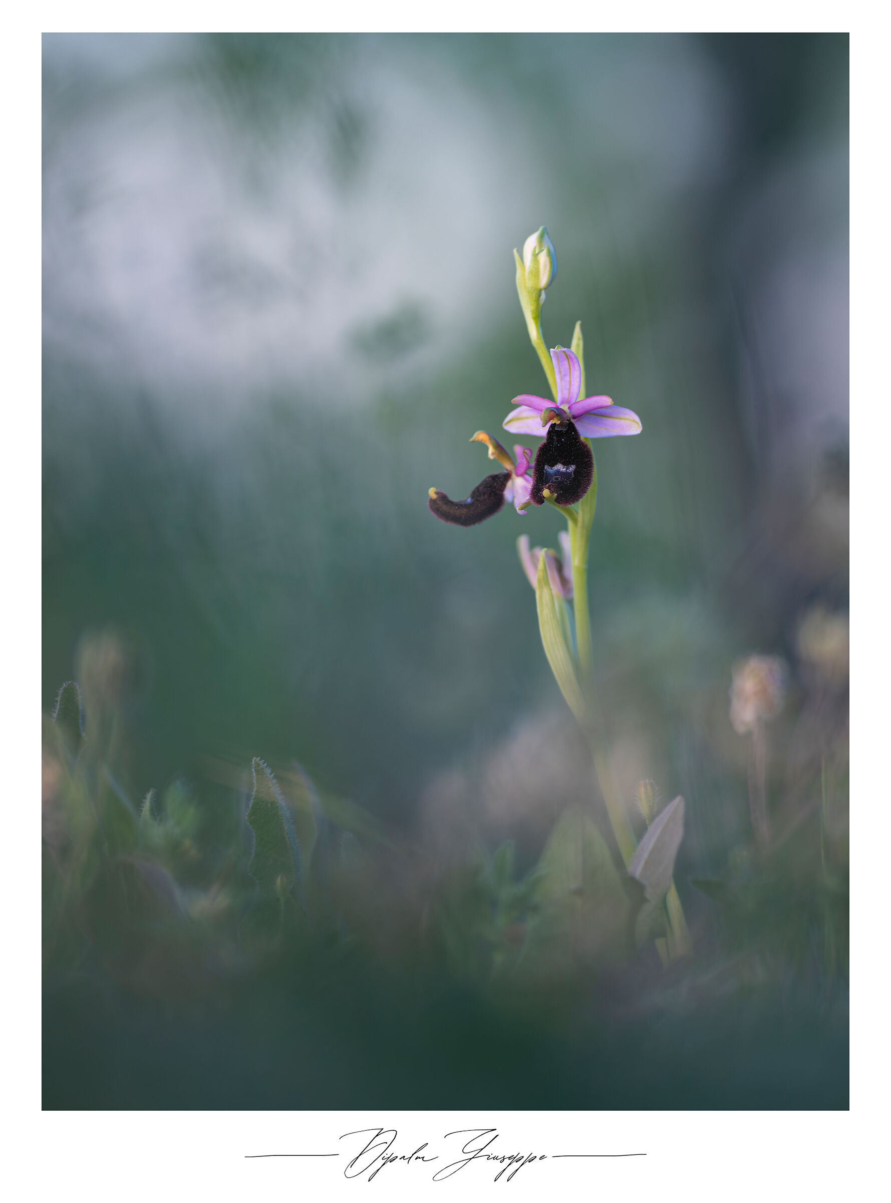 Ophrys bertolonii...