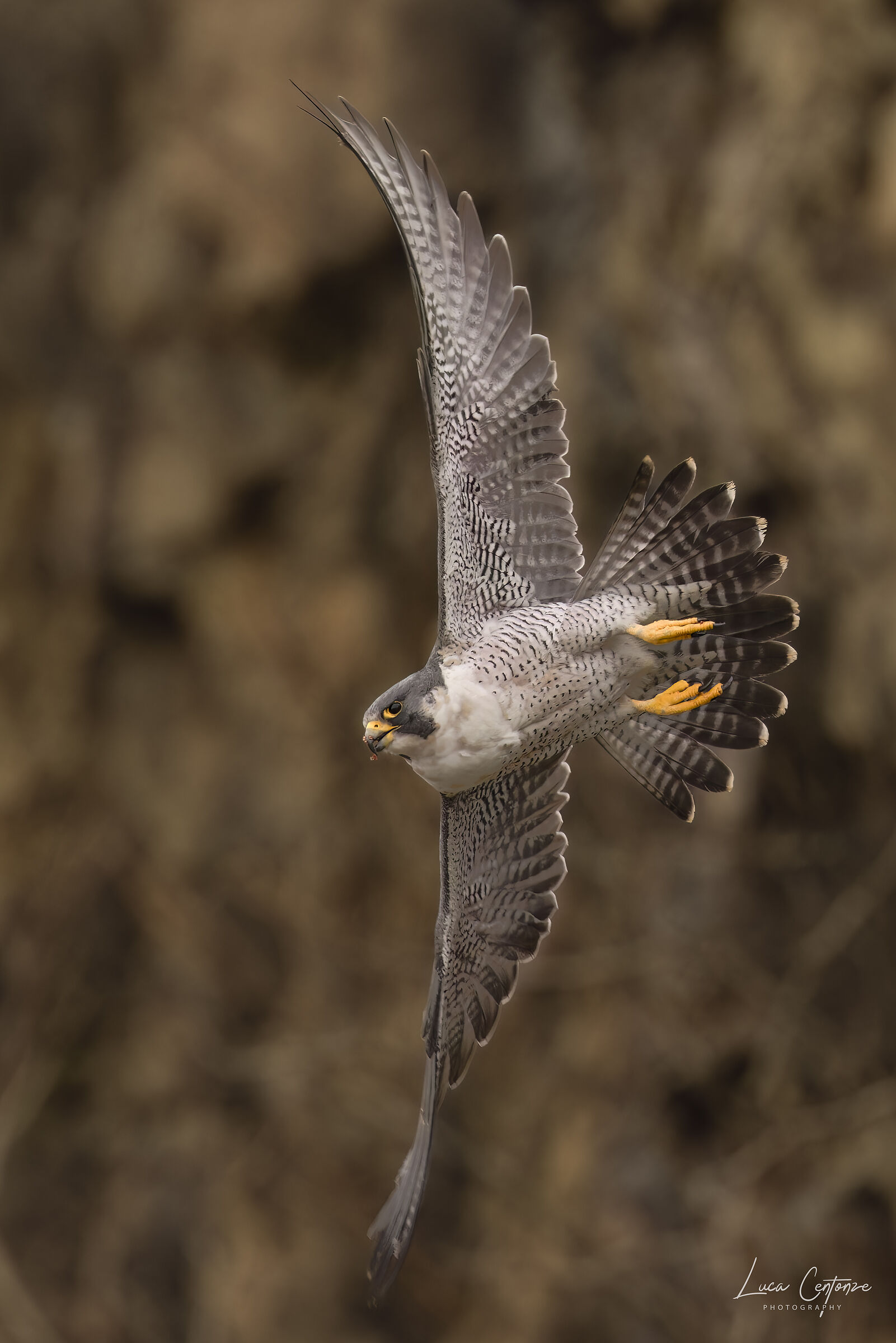 Un'altra foto del pellegrino (Falco peregrinus)...
