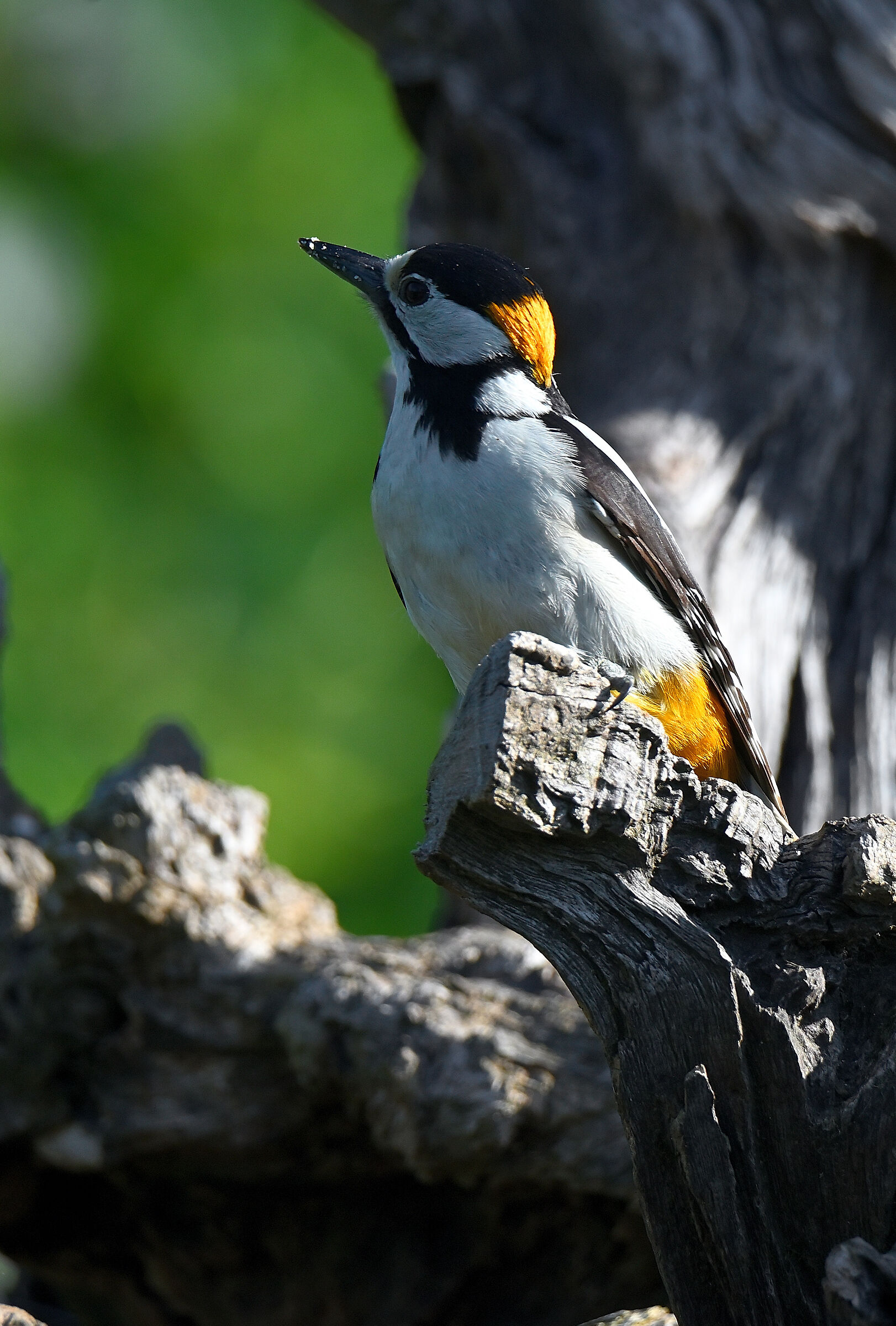 yellow-orange woodpecker M. (depending on the incidence of...