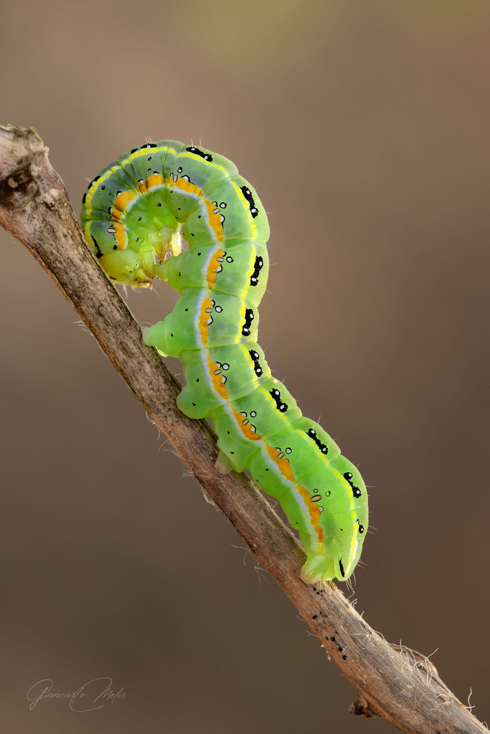 Caterpillar of Xylena exsoleta...