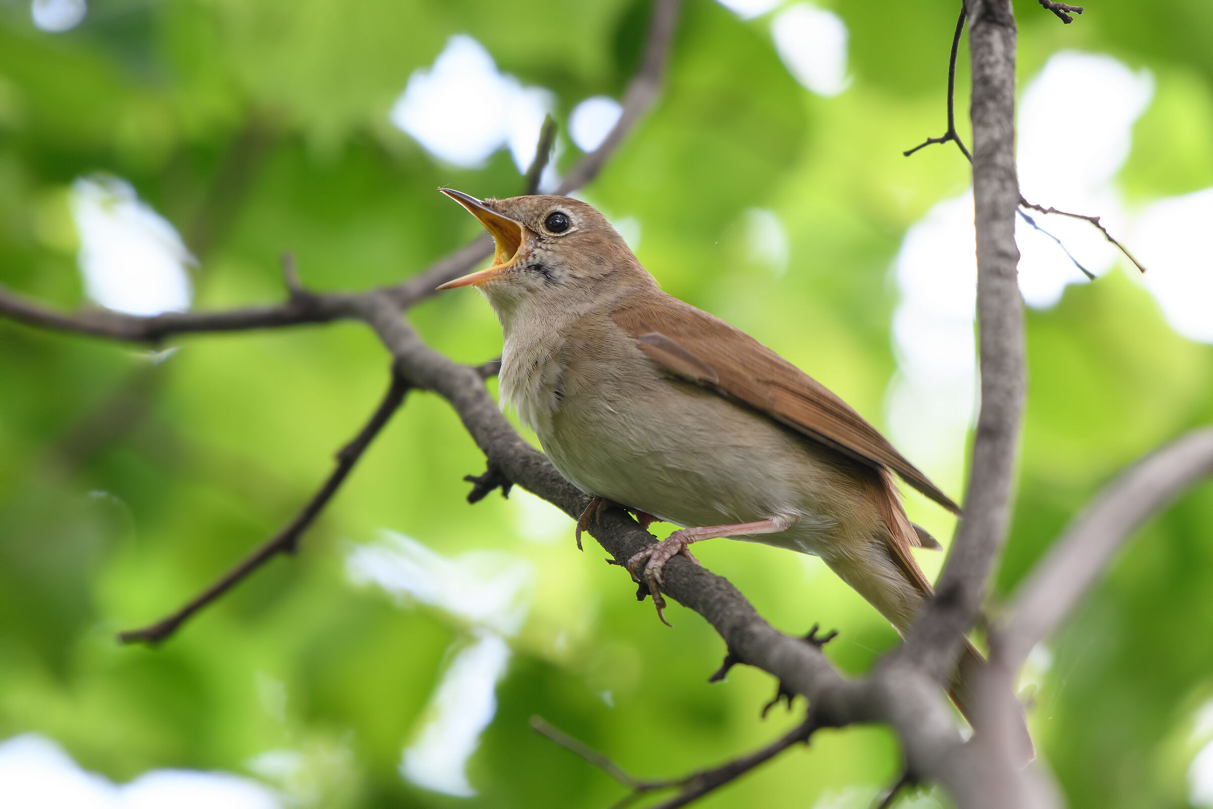 In song nightingale...