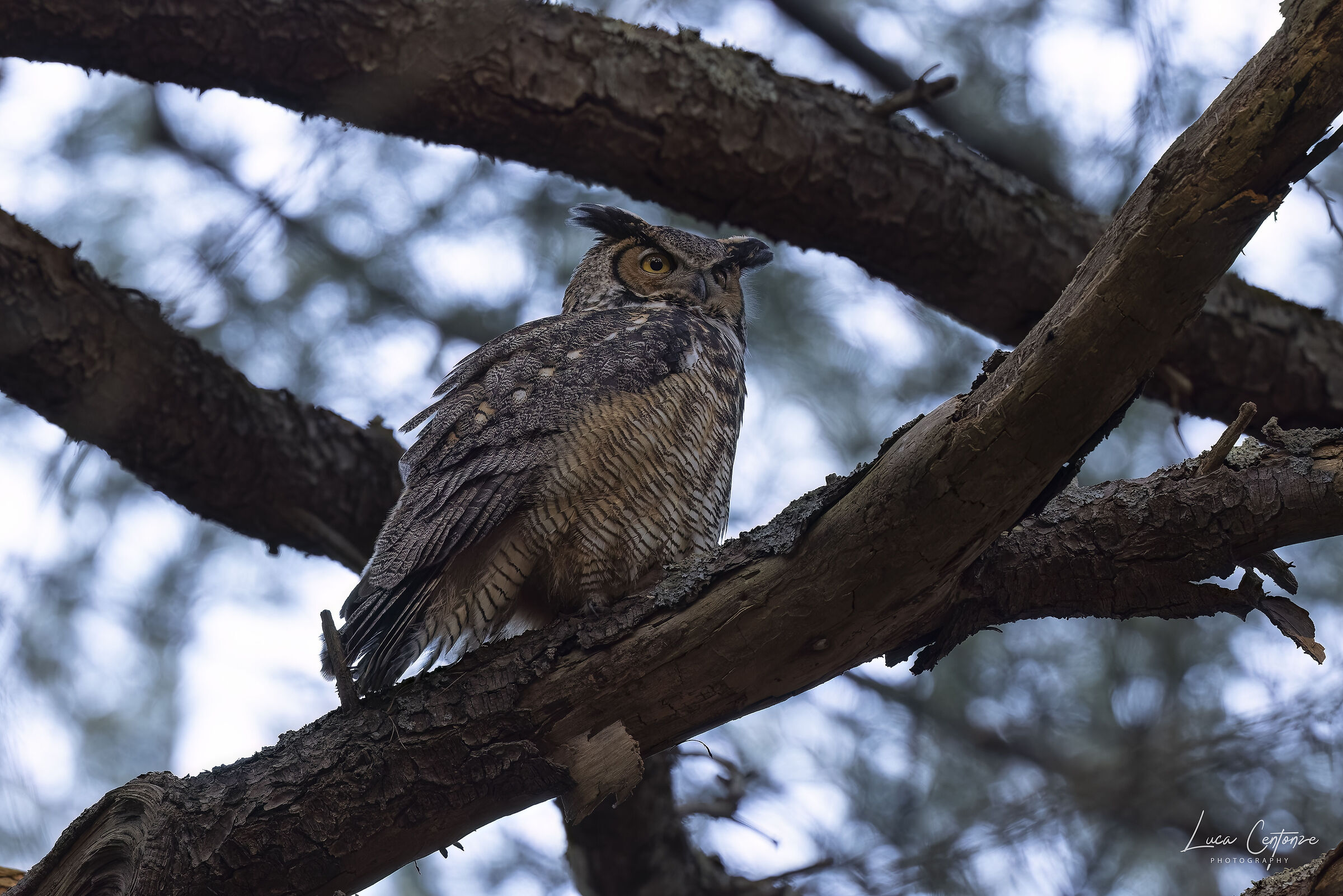Great Horned Owl (Bubo virginianus)...
