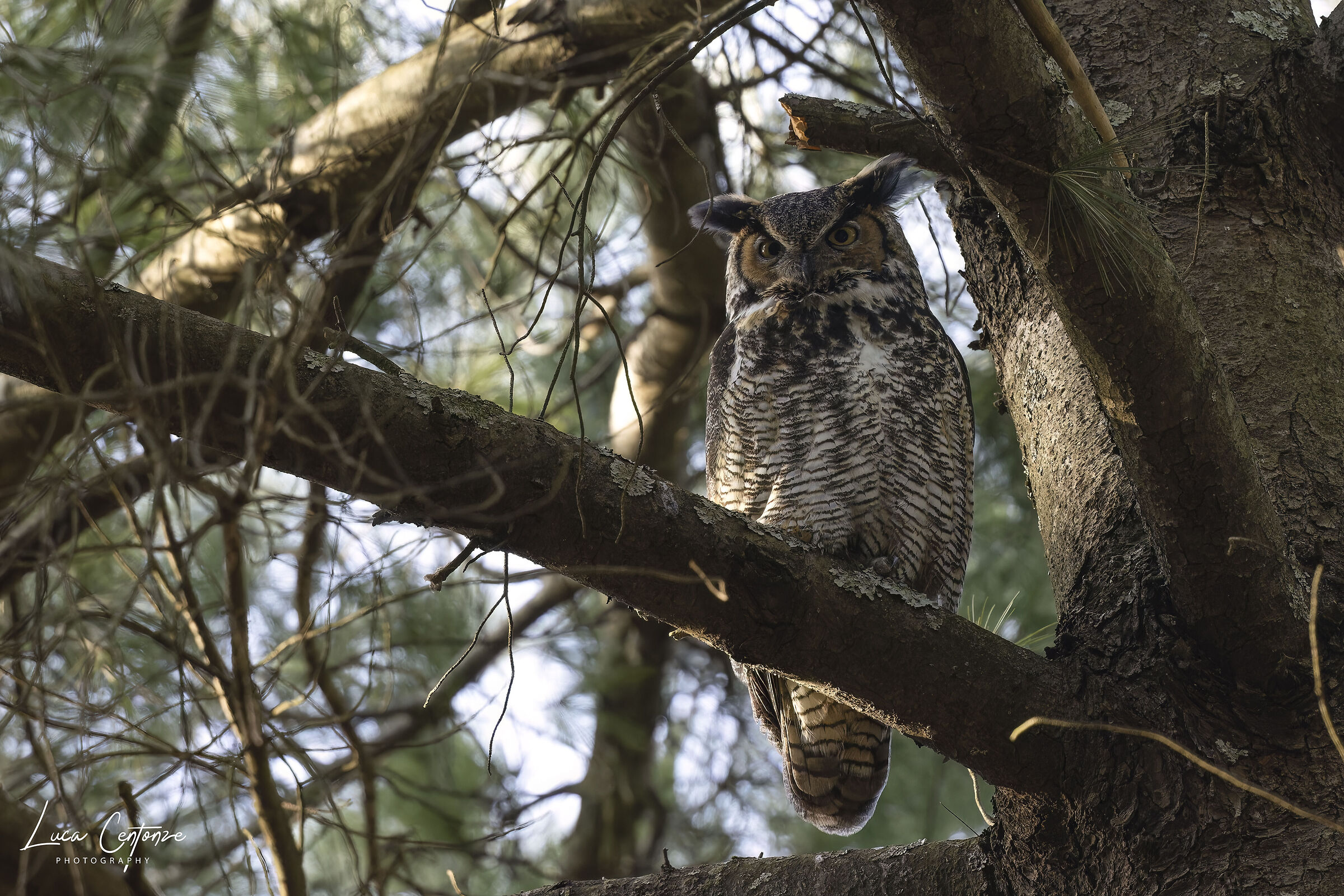 Great Horned Owl (Bubo virginianus)...