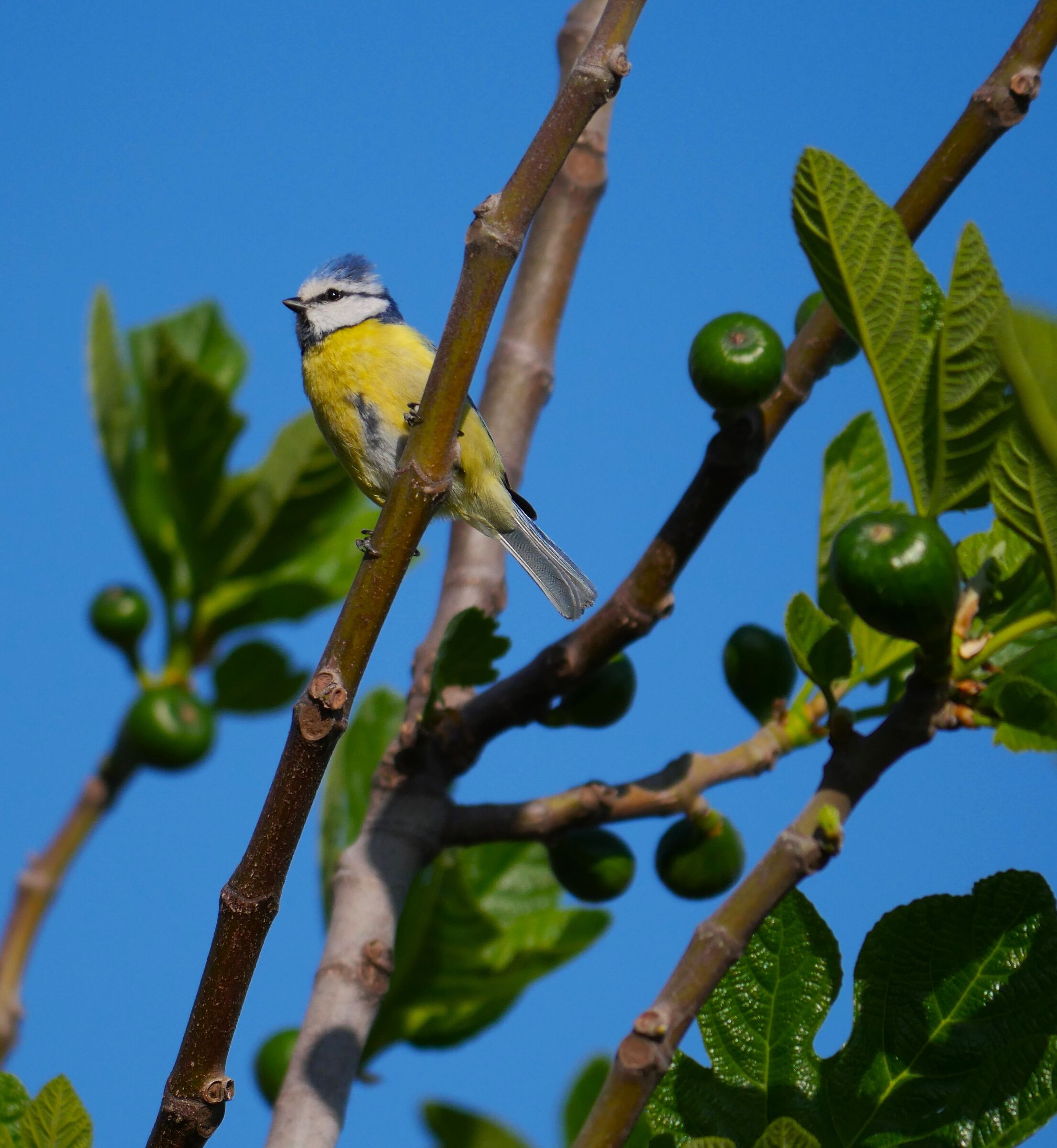 Titmouse...