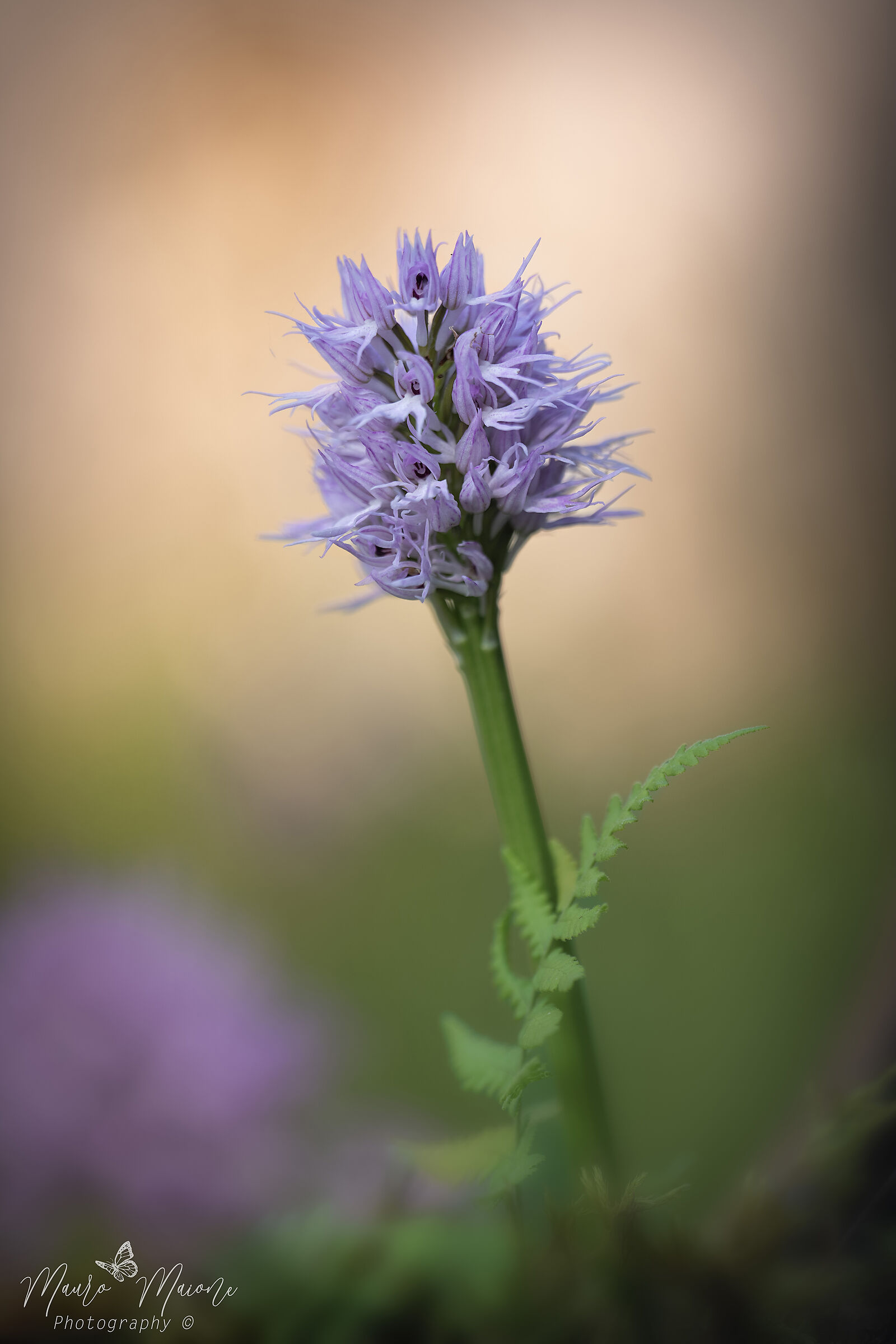 orchis Italica...