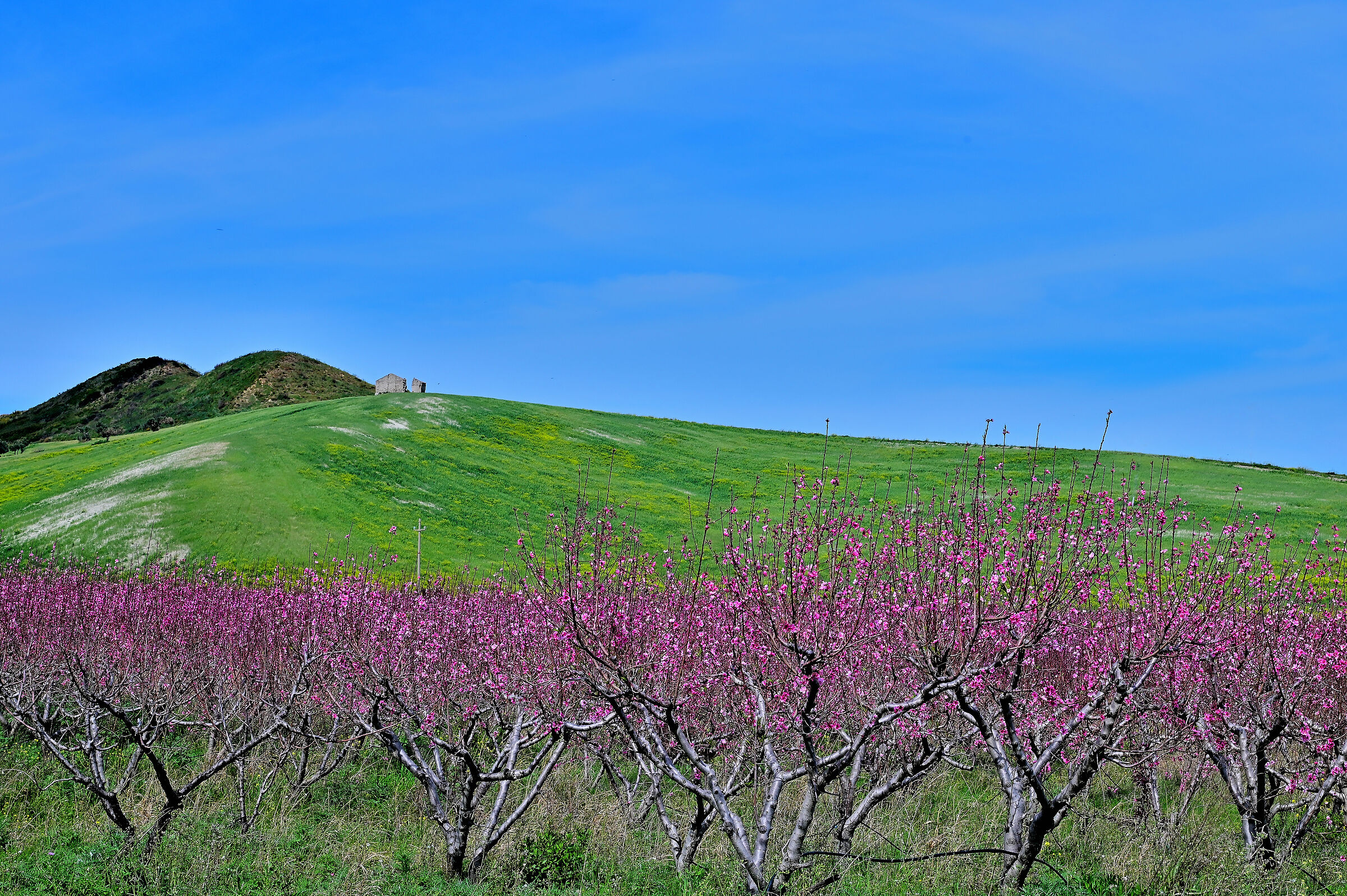 Spring in the surroundings of Catanzaro...