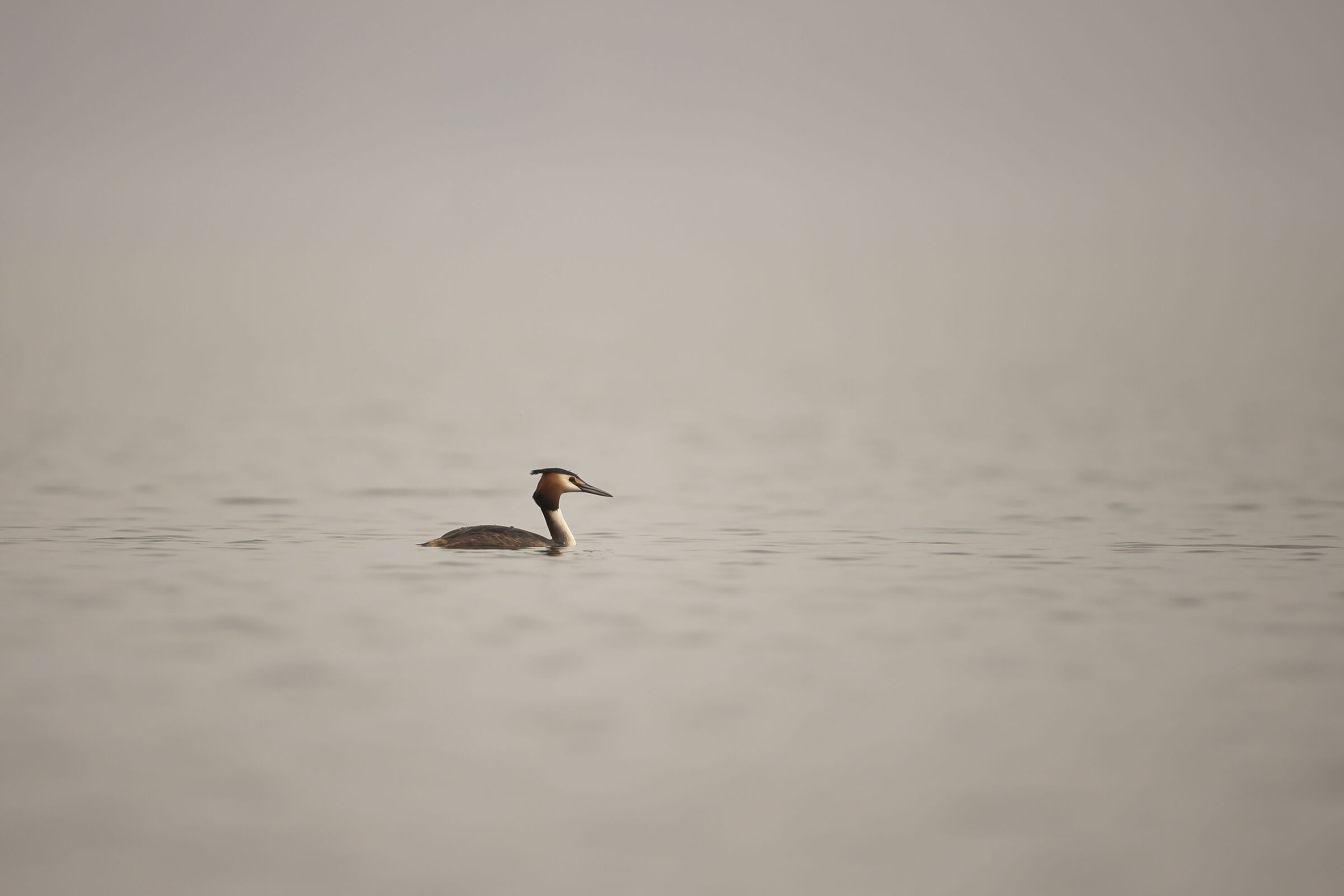 Grebe in the mist...