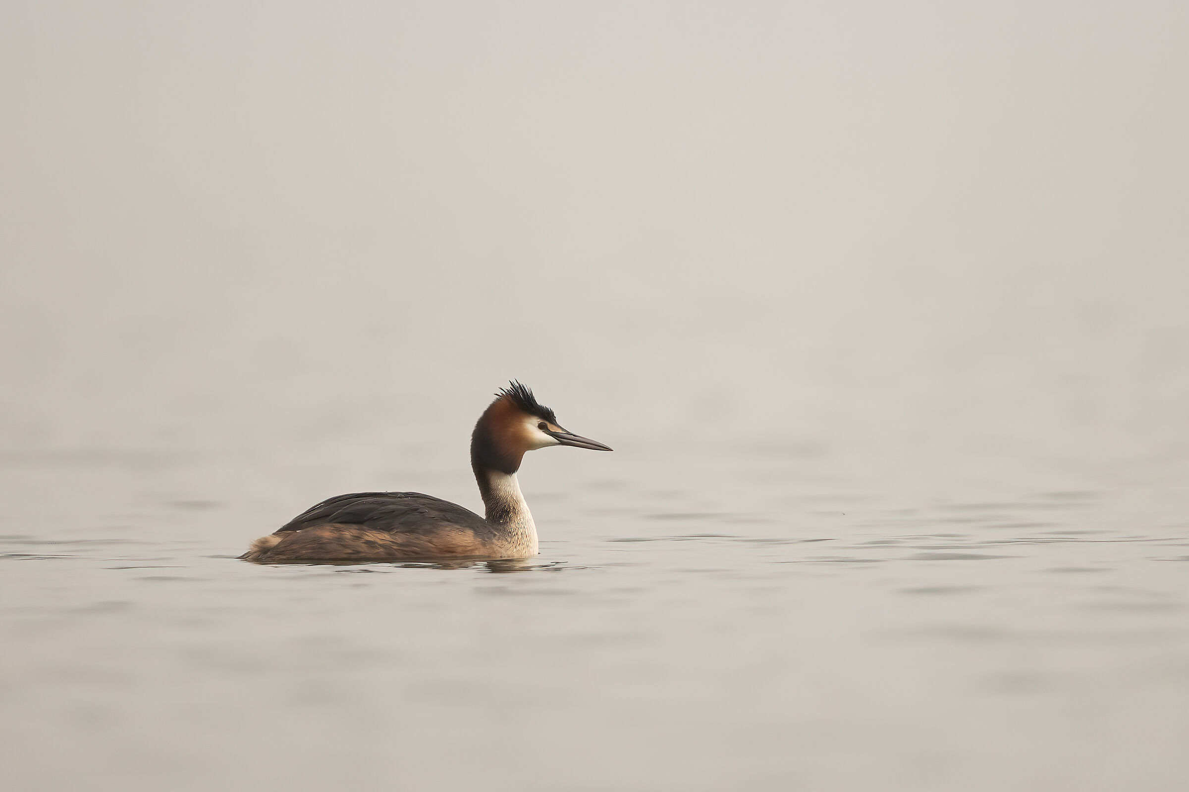 Grebe in the mist...