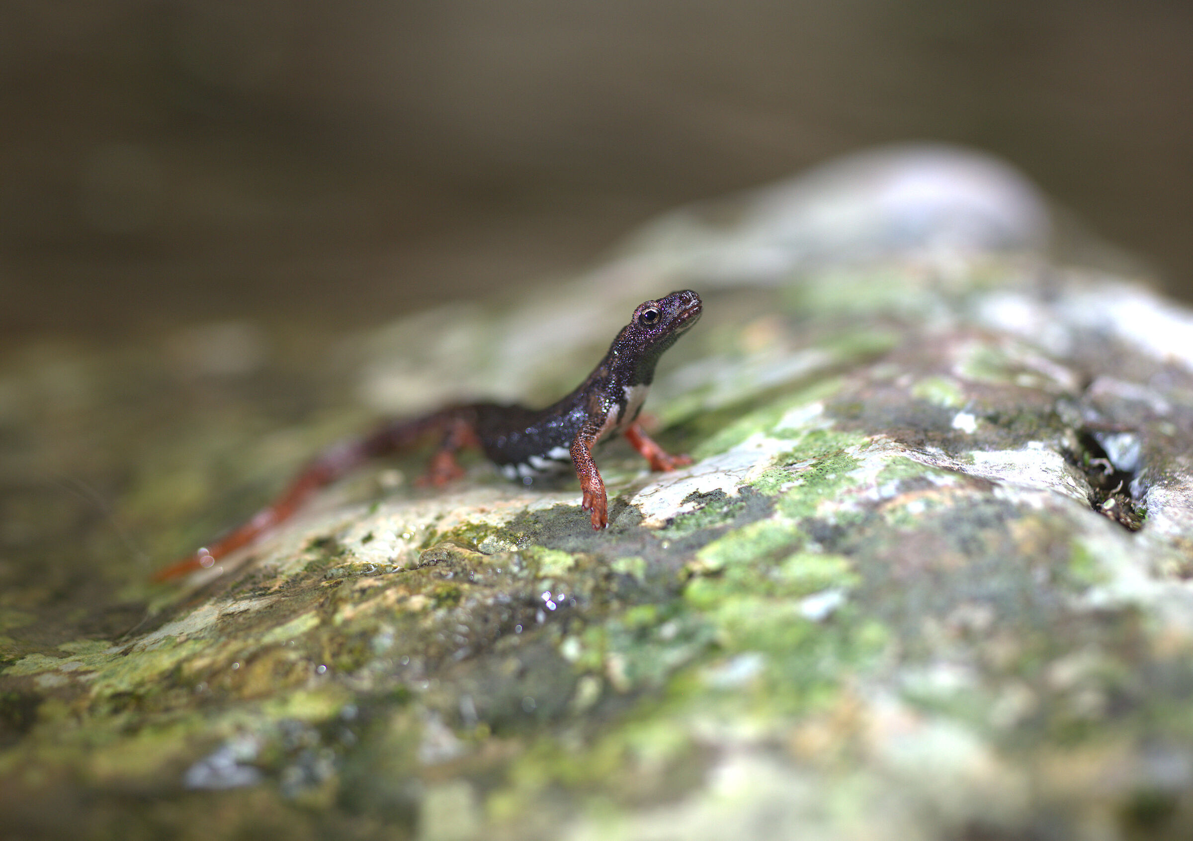 Spectacled salamander...