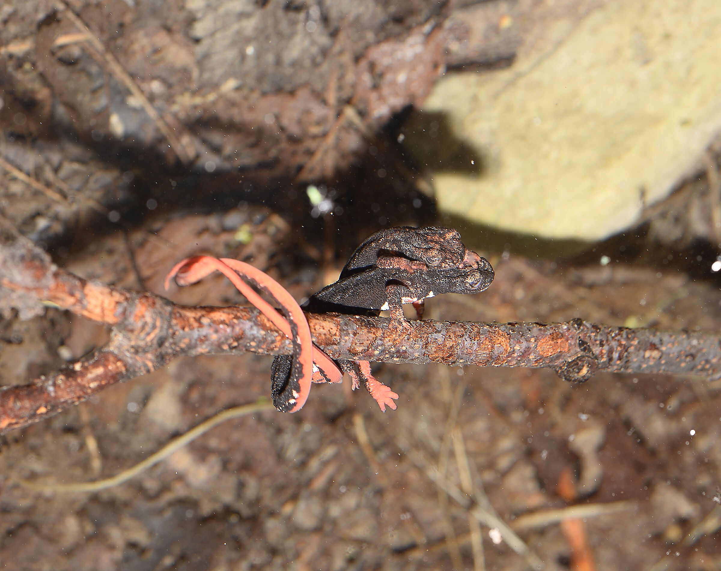 Spectacled salamander in deposition...