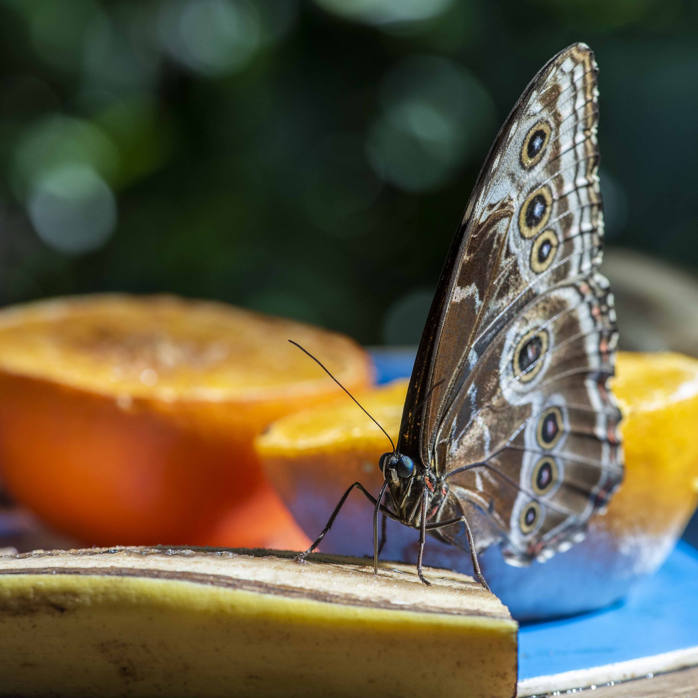 Butterfly on fruit...