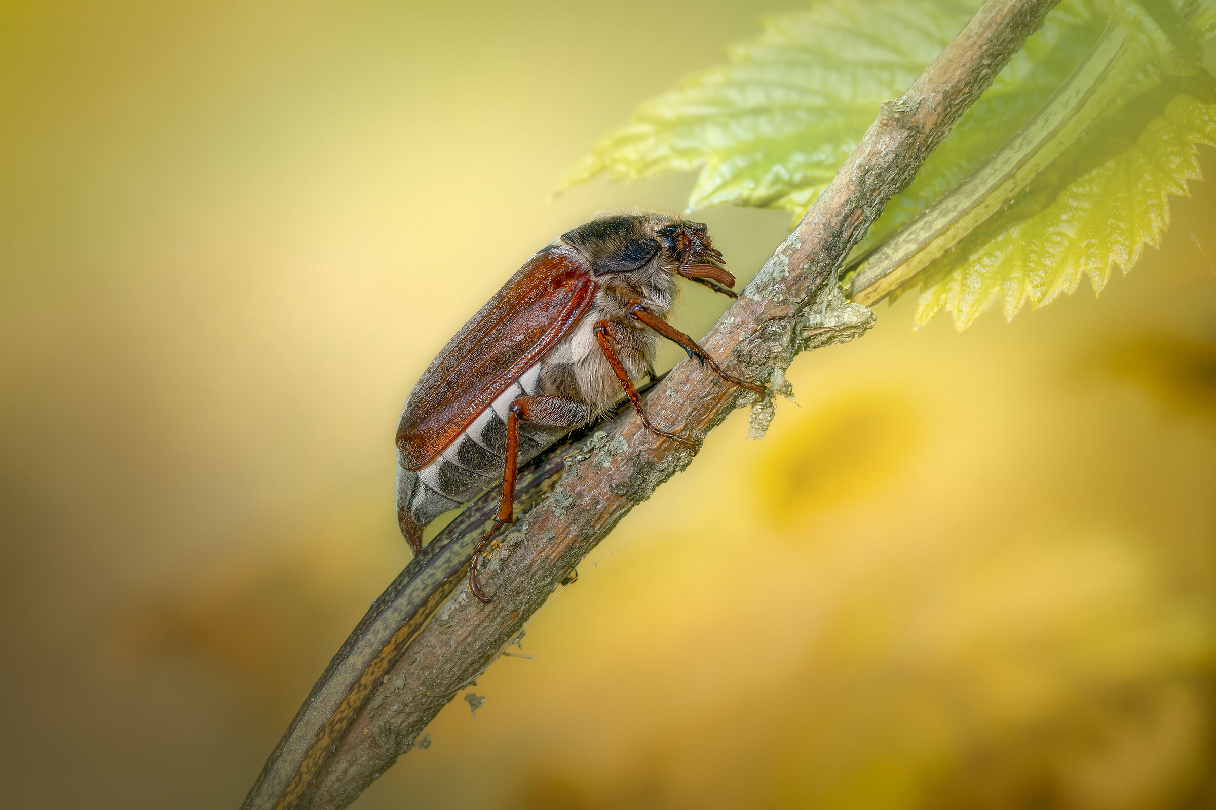 Common Beetle...