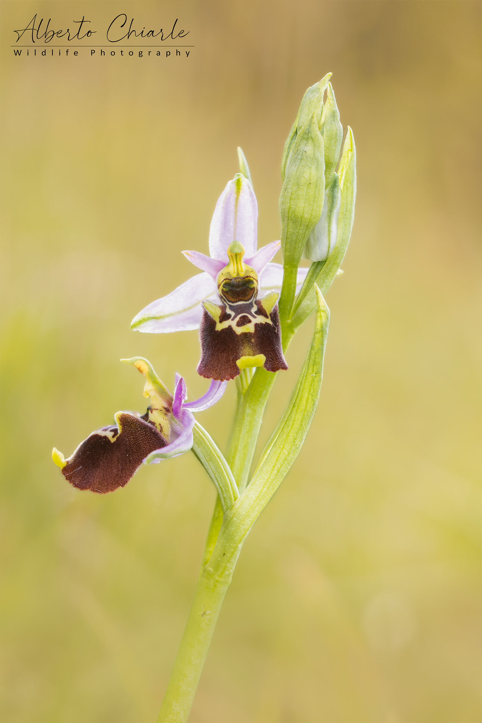 Ophrys holosericea/dinarica...