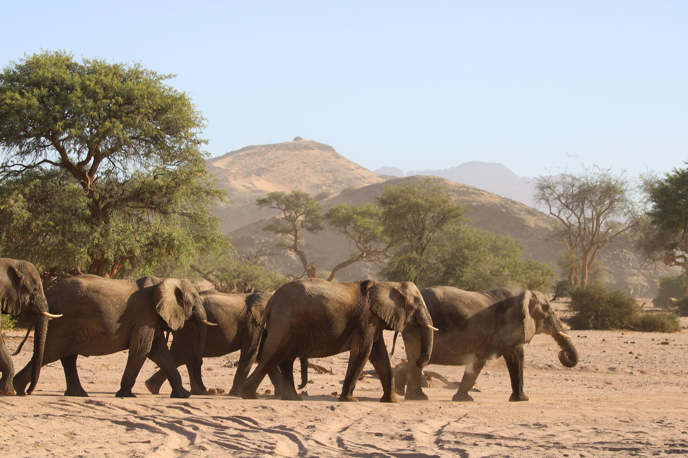 Elefanti del Deserto...