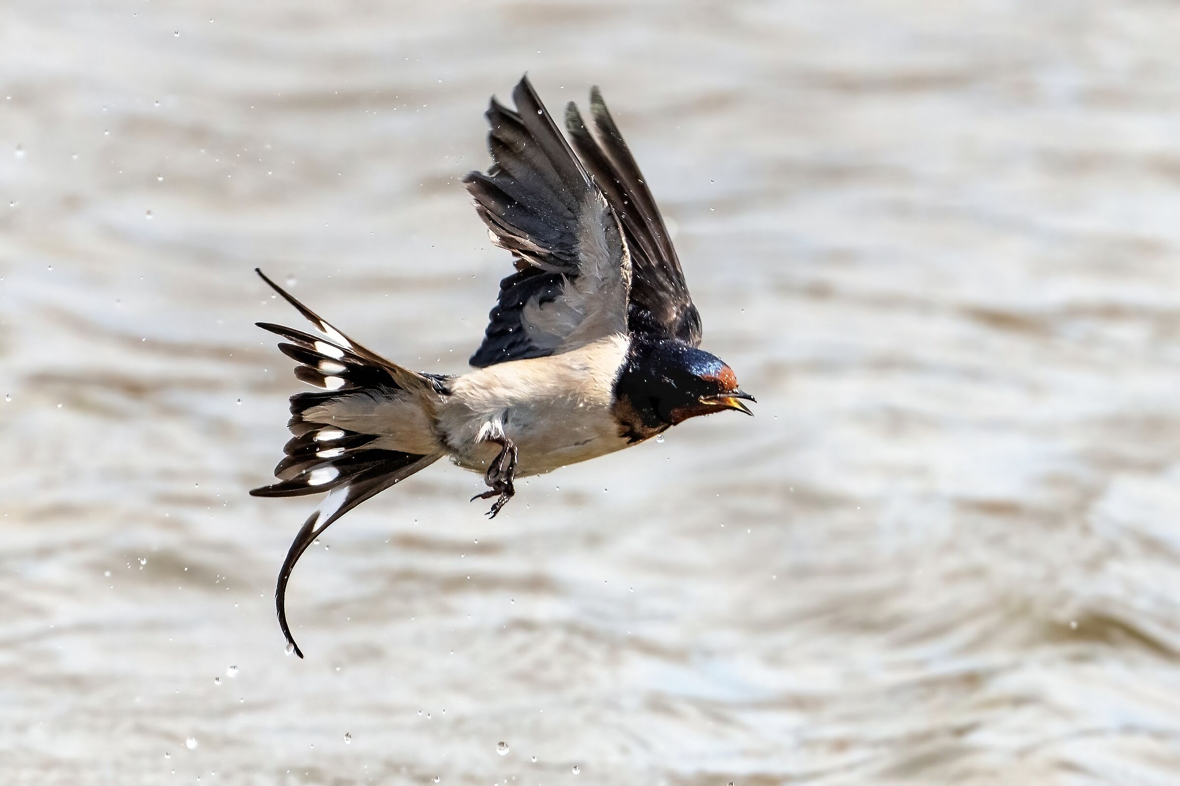 Common swallow (Hirundo rustica)...