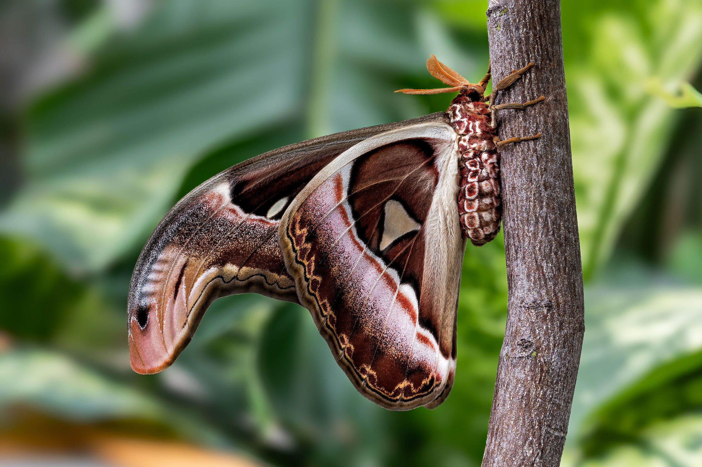 Attacus atlas or cobra butterfly...