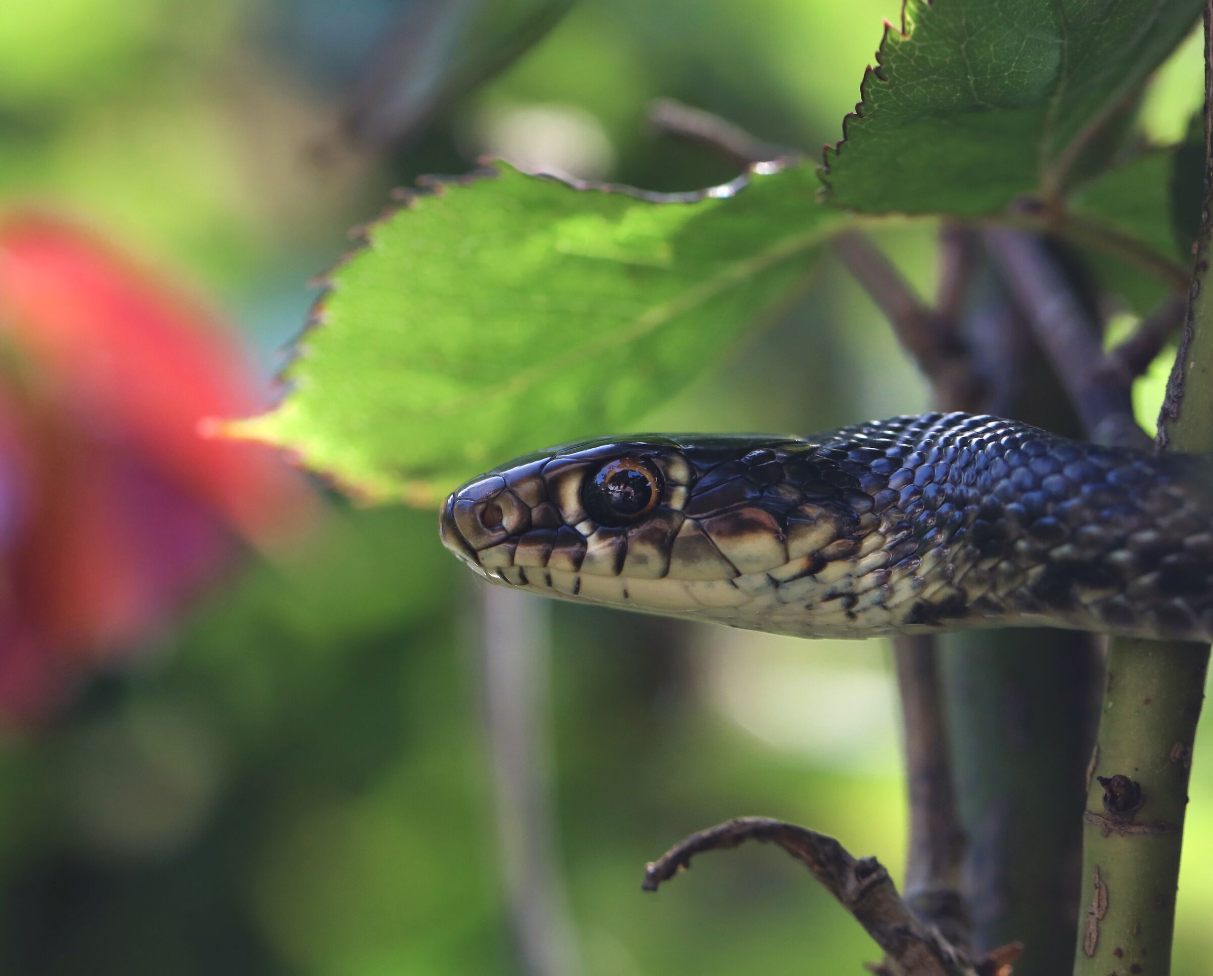 Snake in the garden...