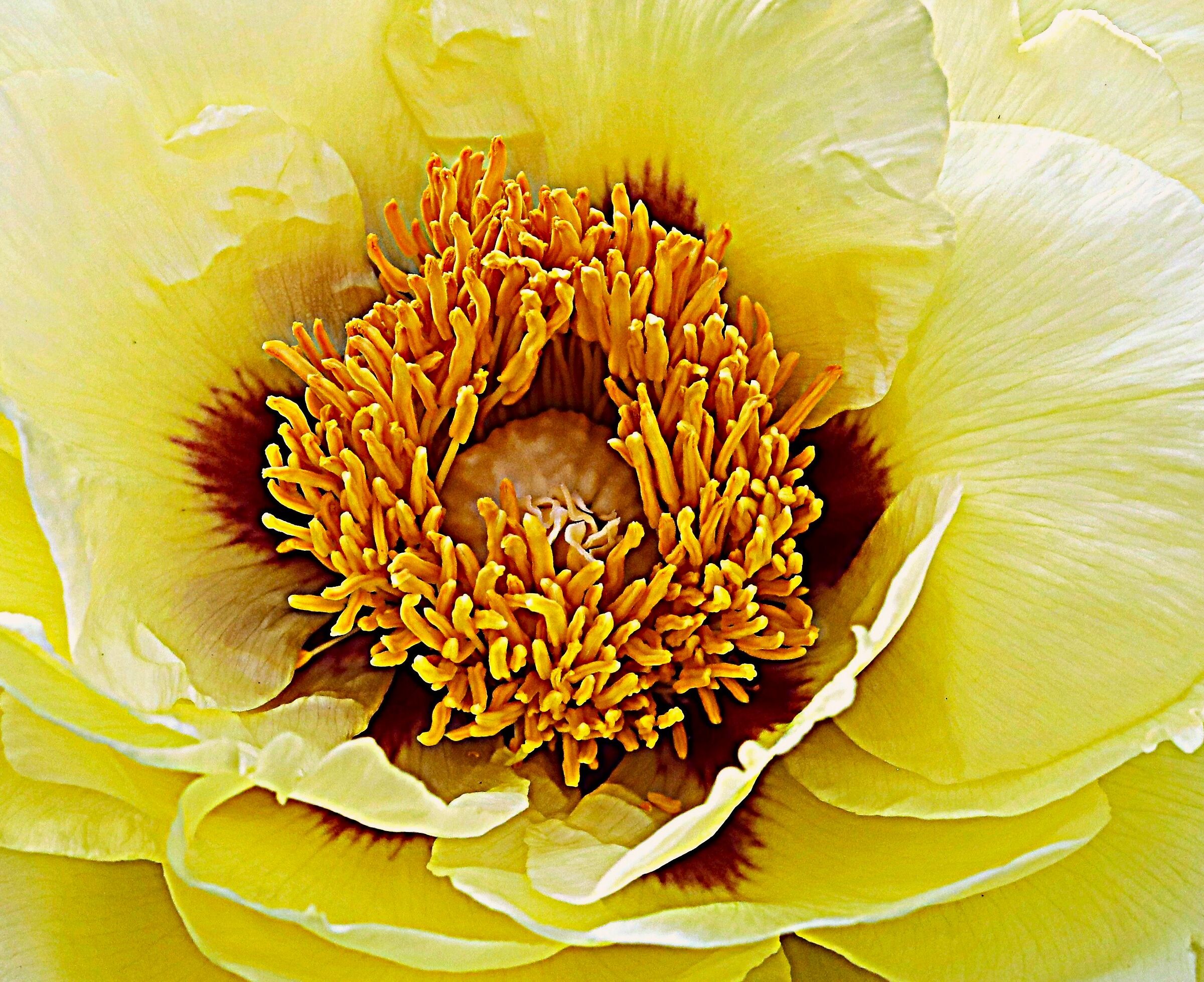 anemone-peony...
