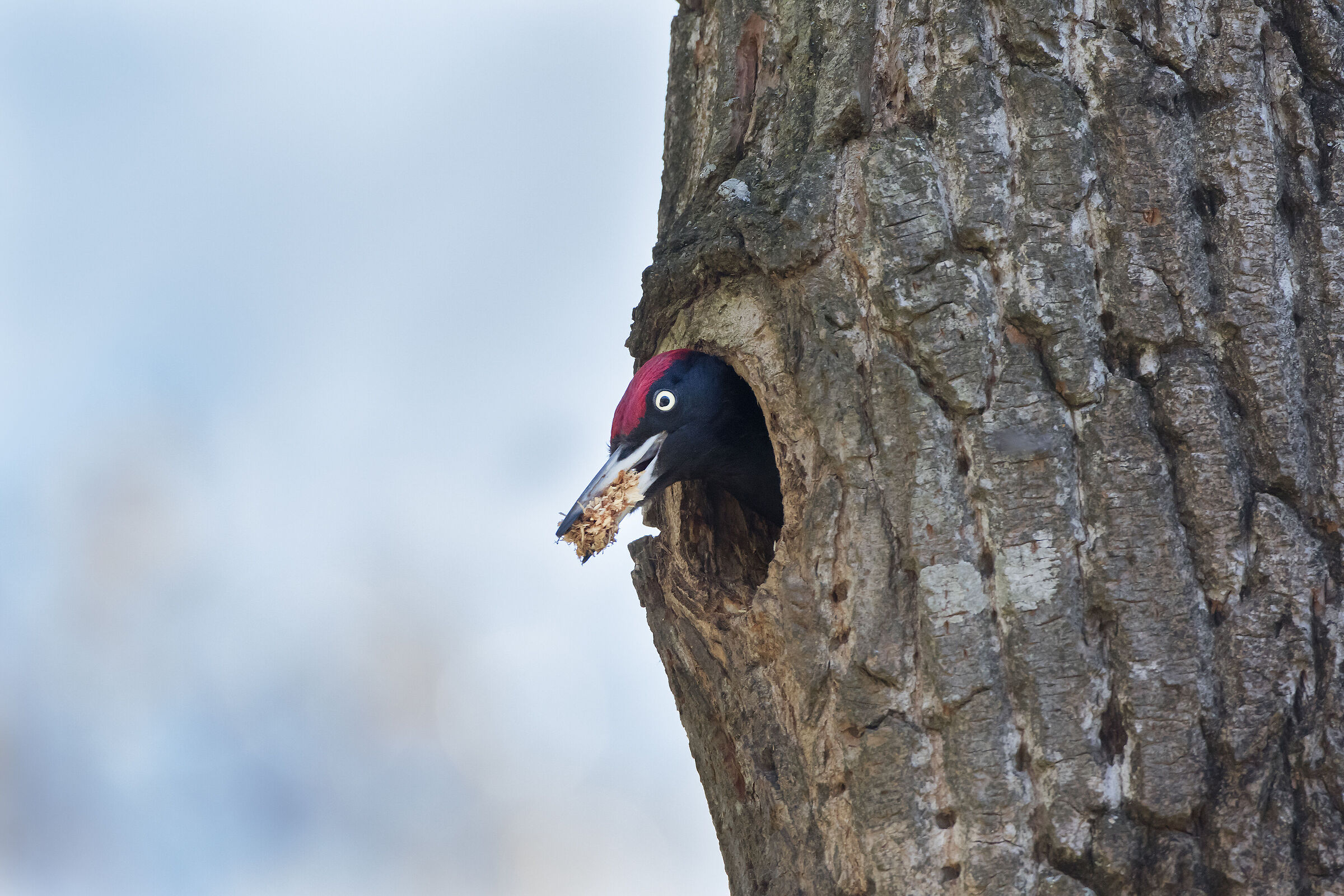 Male Black Woodpecker (Dryocopus martius) ...
