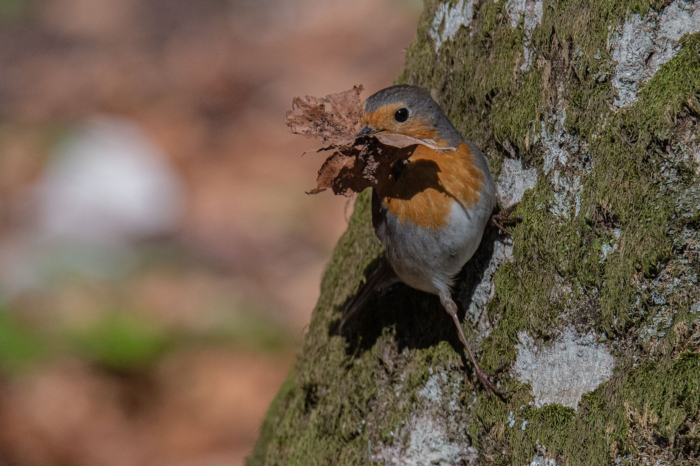 The robin prepares the nest....