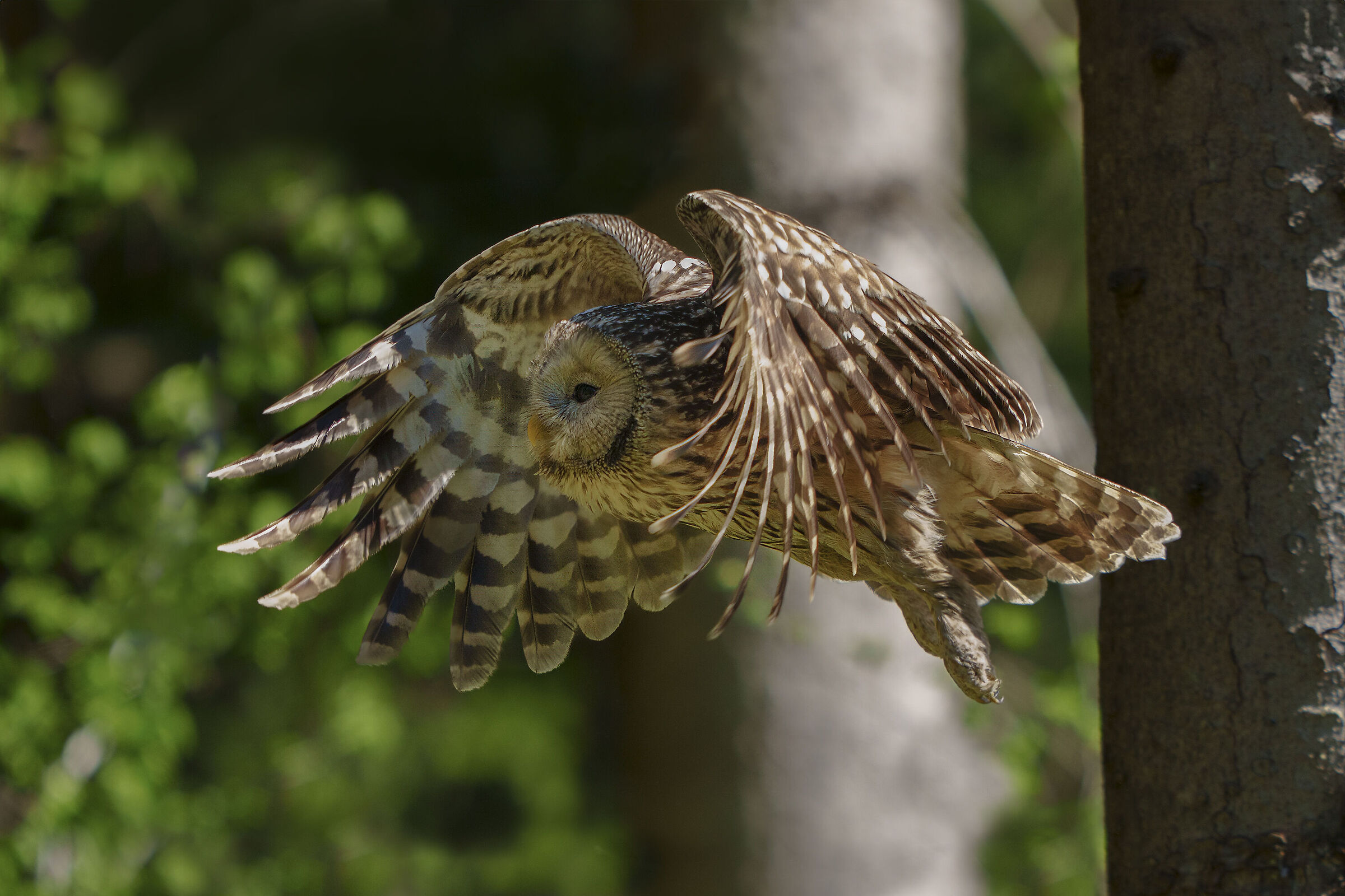 Ural Owl Owl Flight Slovenia 2024-04-15  ...