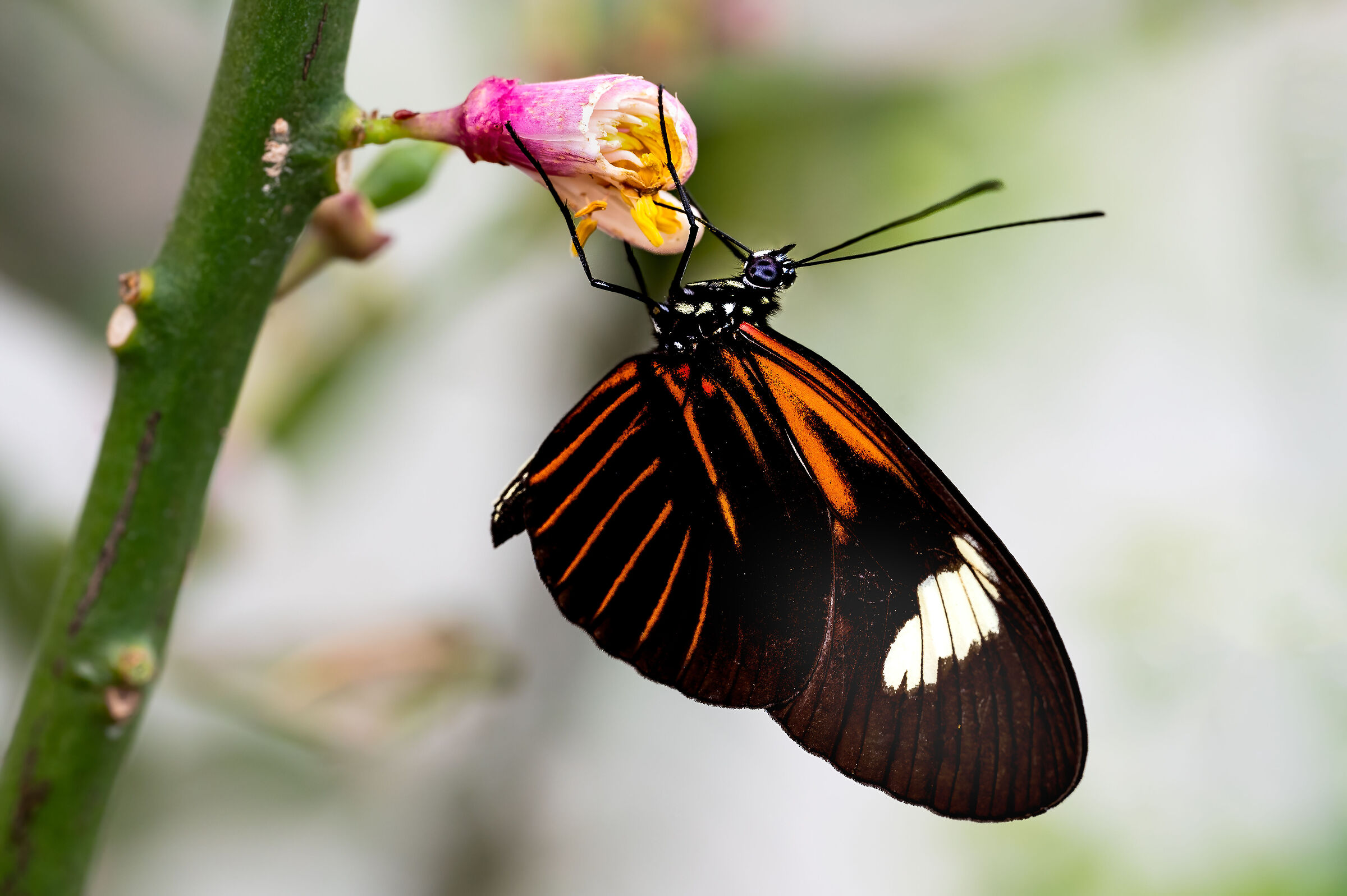 Heliconius erato or postman butterfly (closed wings)...