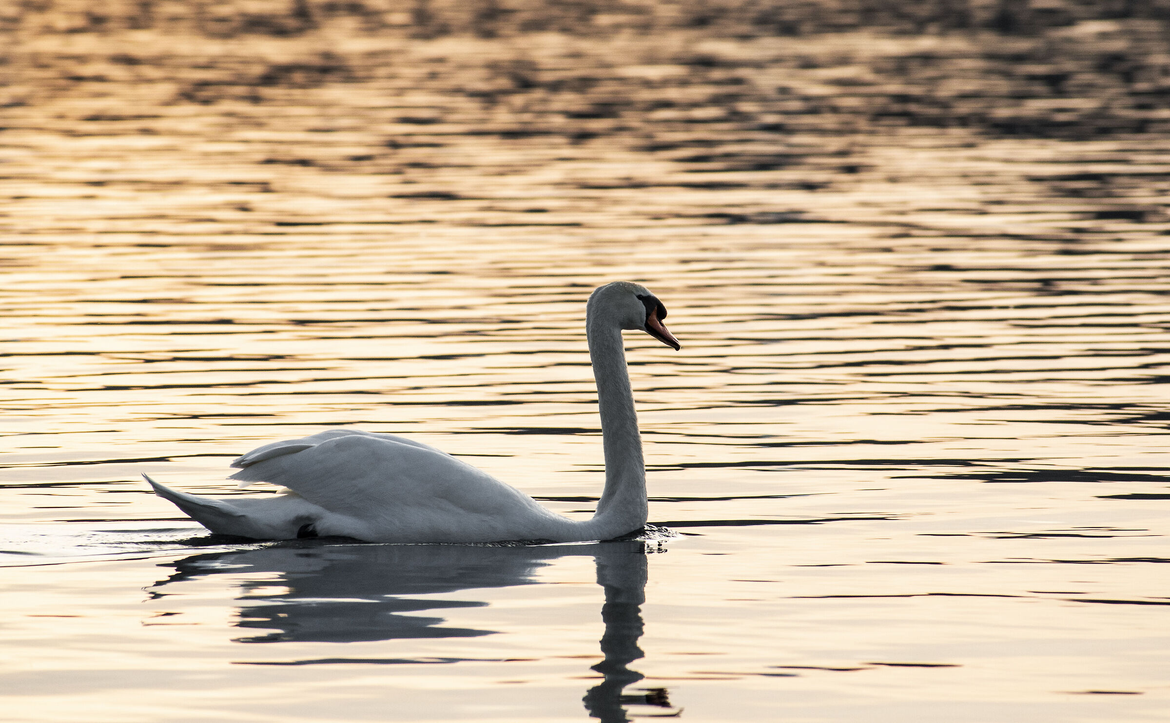 Swan at sunset at Lake Viverone...
