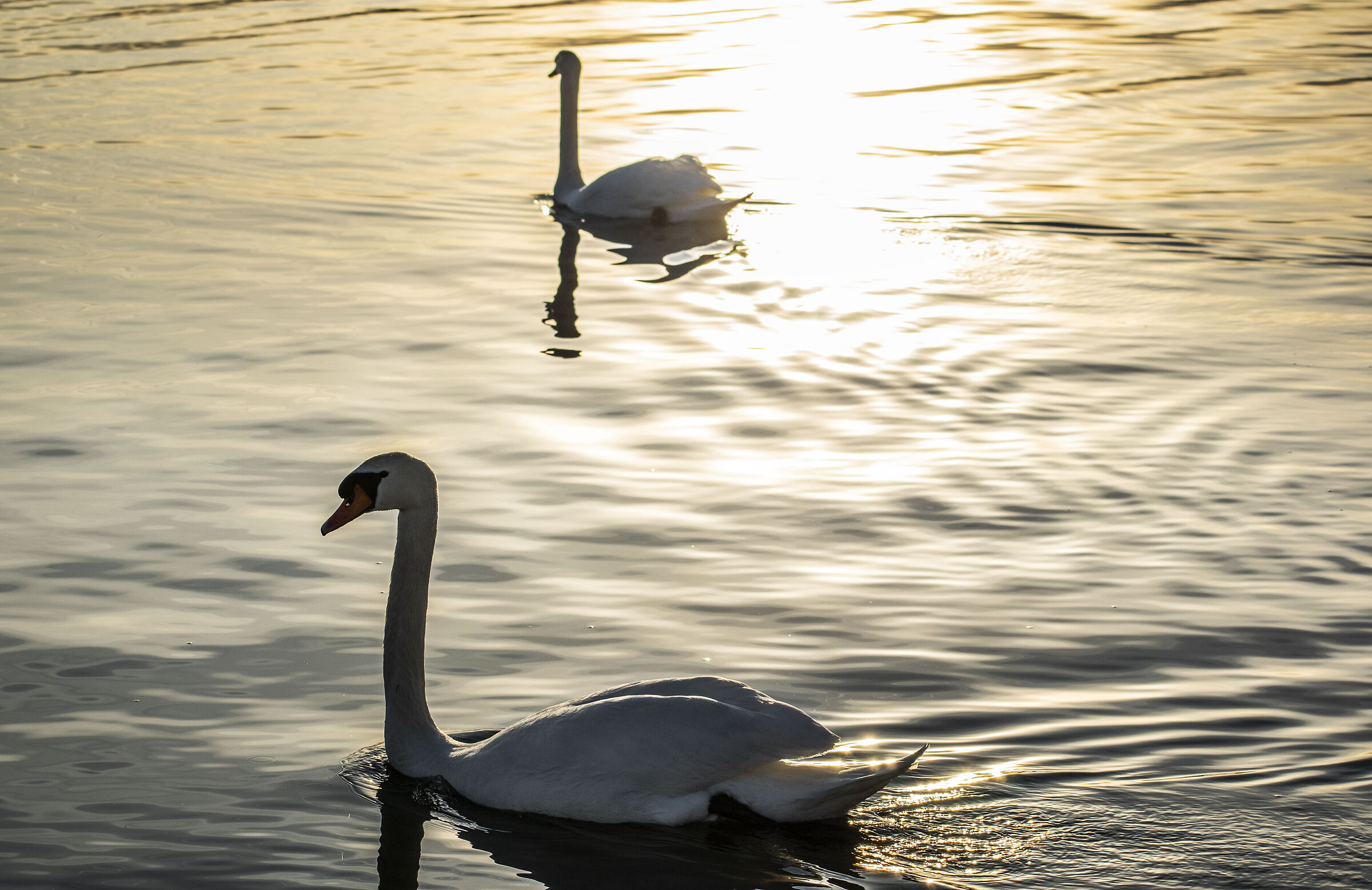 Swans at sunset at Lake Viverone...