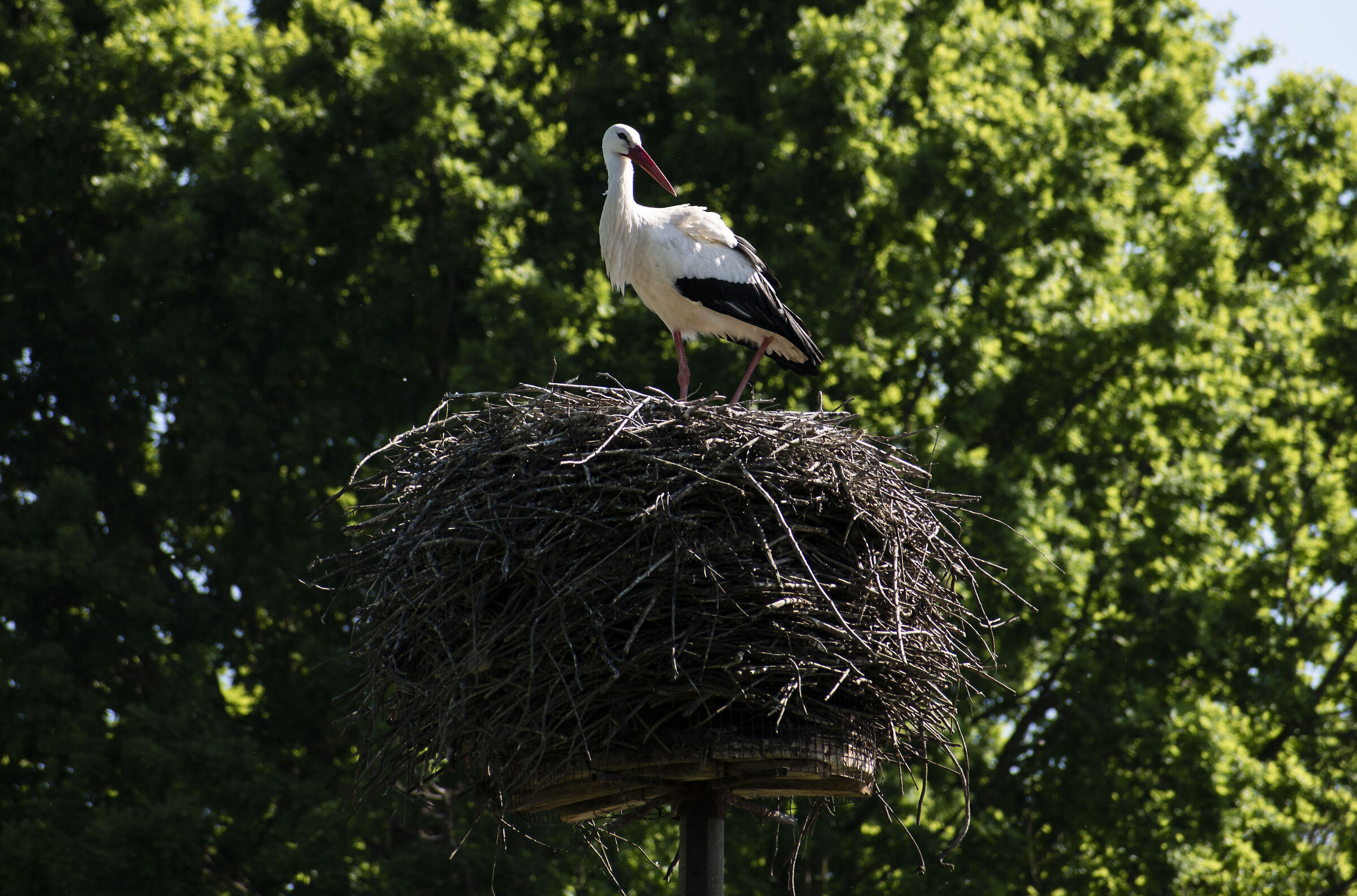 Cicgona on the nest...