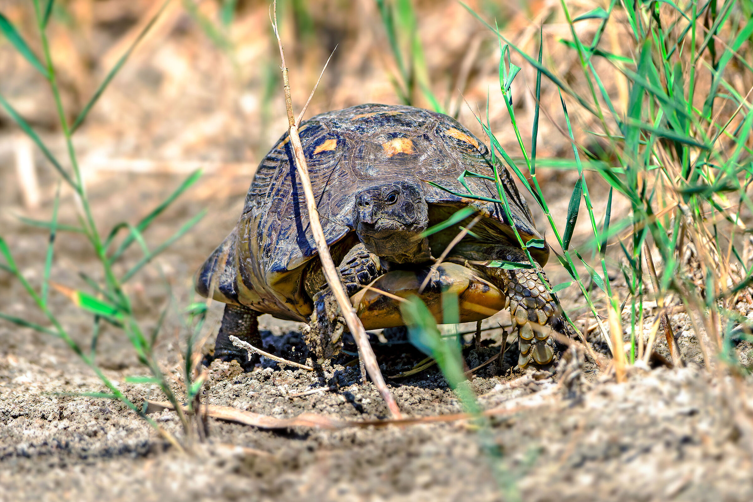Common tortoise...