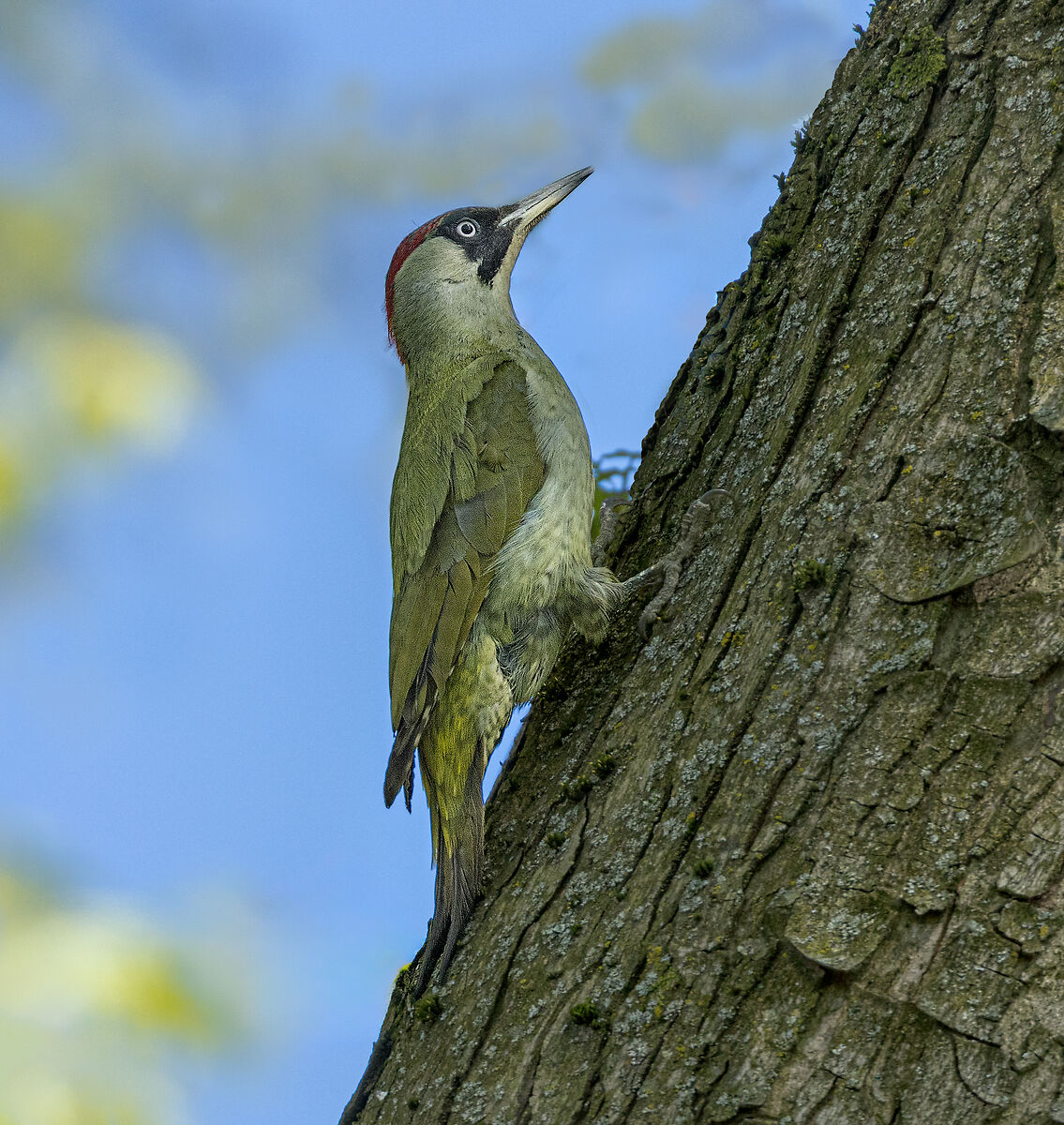 Green woodpecker waiting to enter the nest...