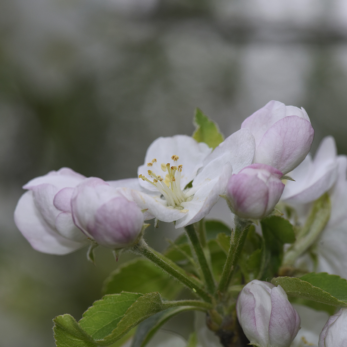 Apple blossom in the garden...
