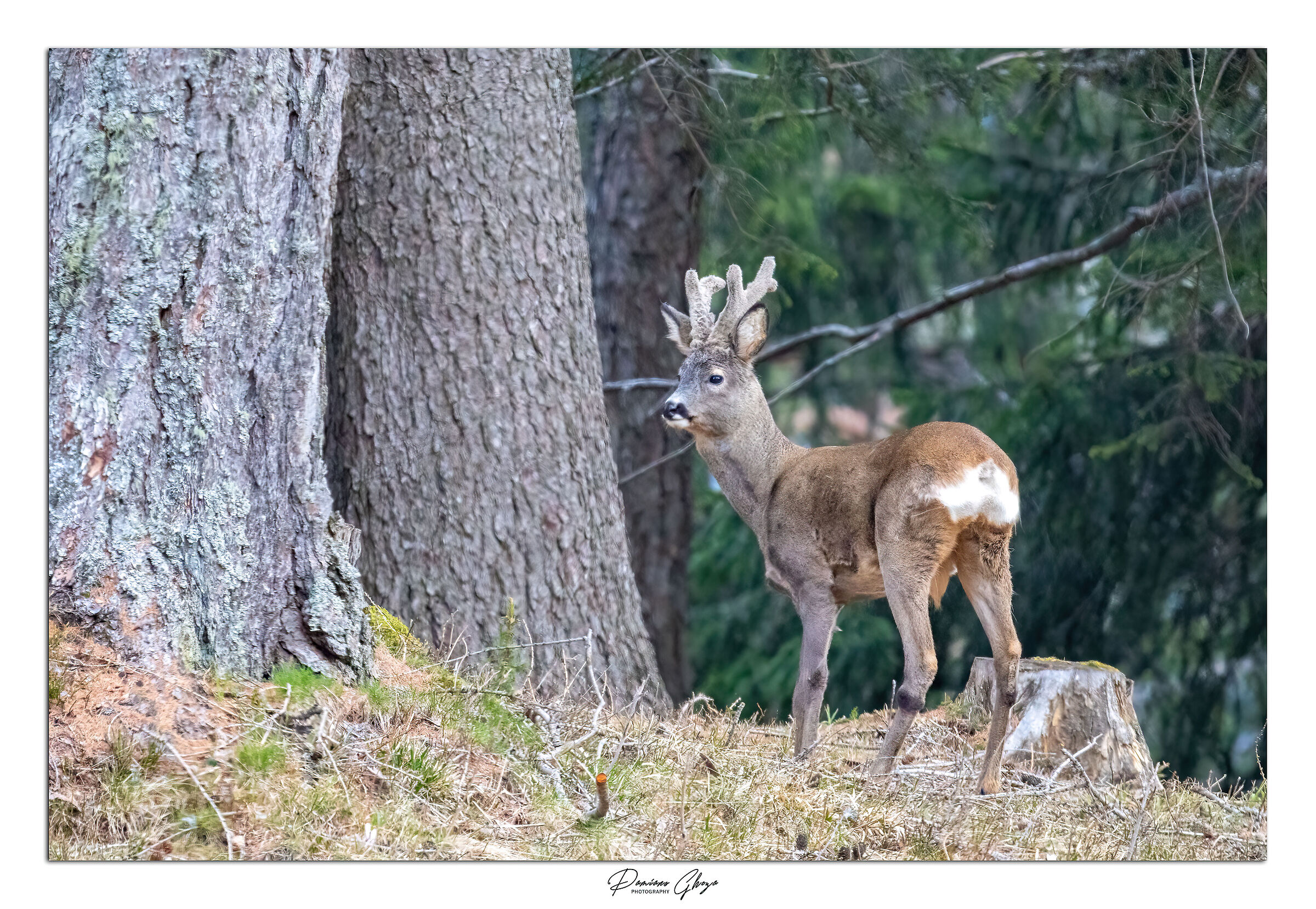Roe deer with velvet antlers...