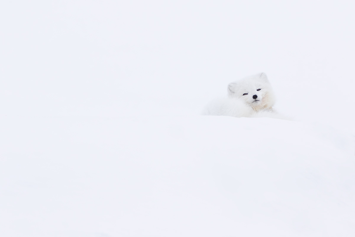 Arctic Fox...
