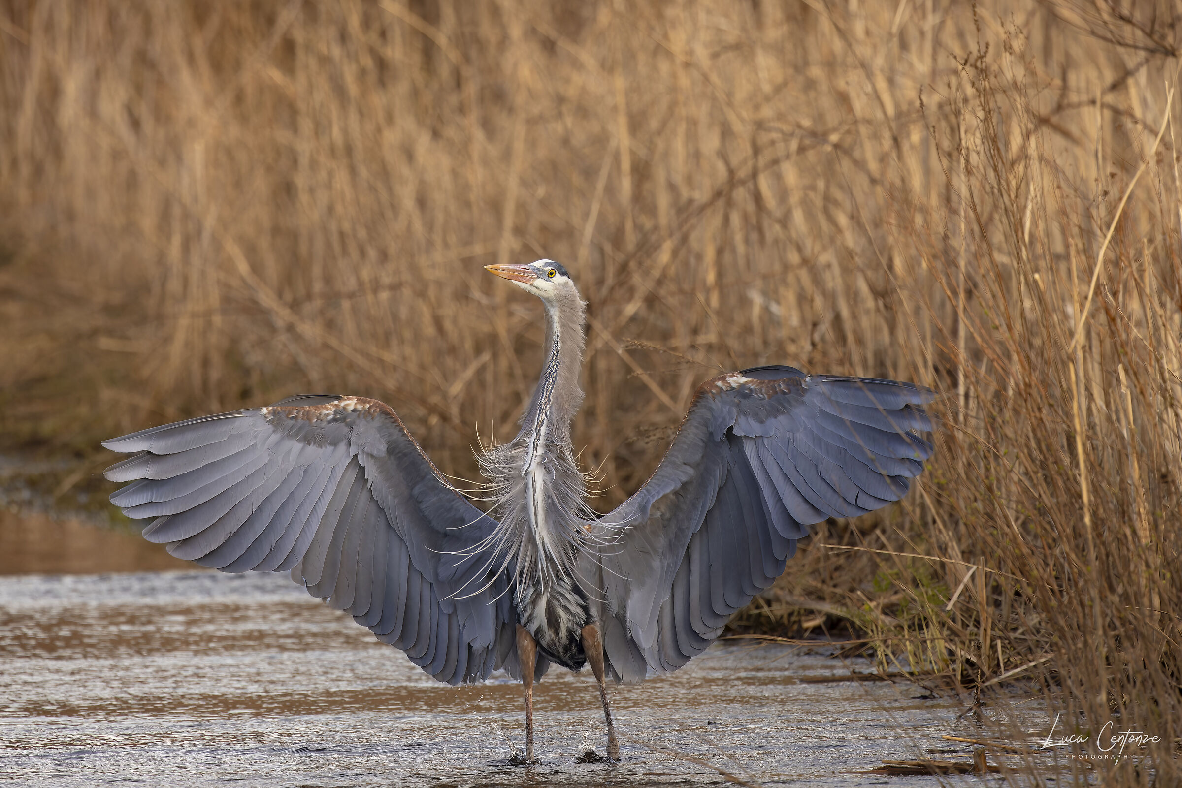 Great Blue Heron with outstretched wings  ...
