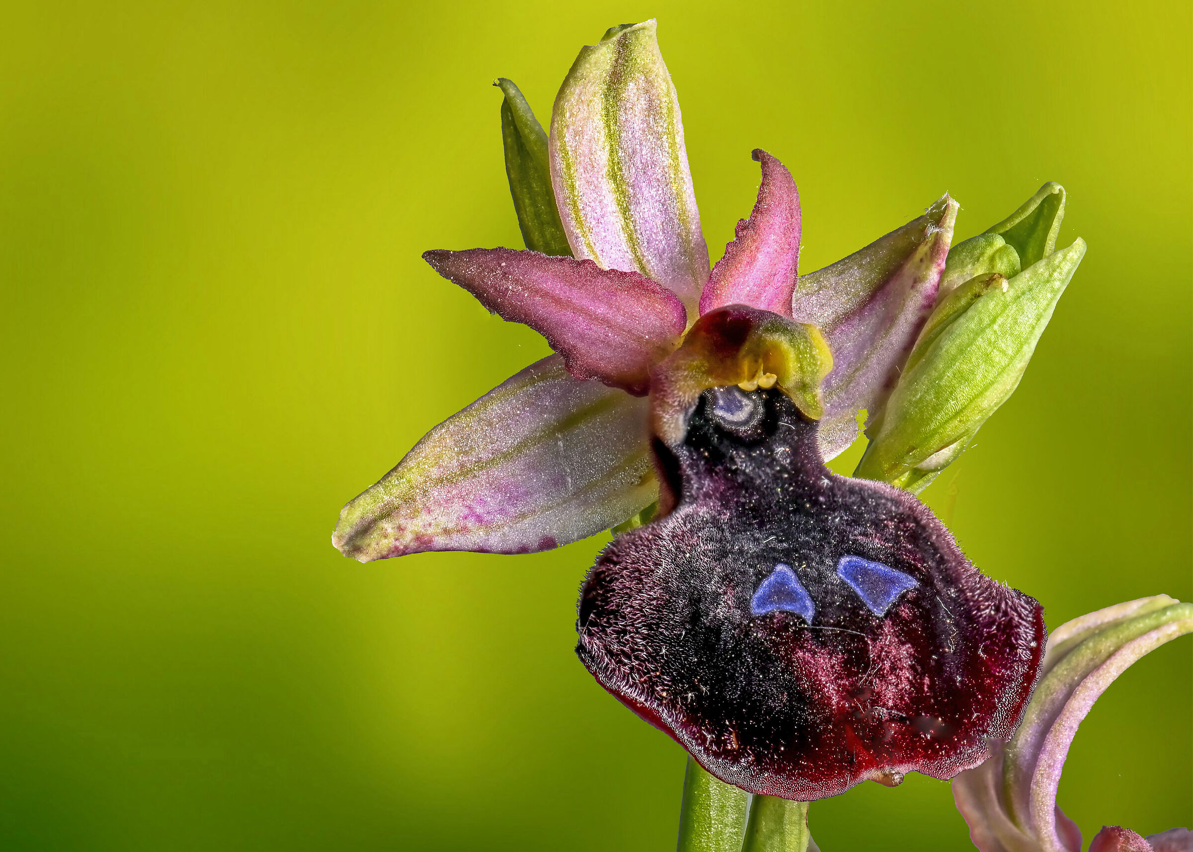 Ophrys ferrum equinum...