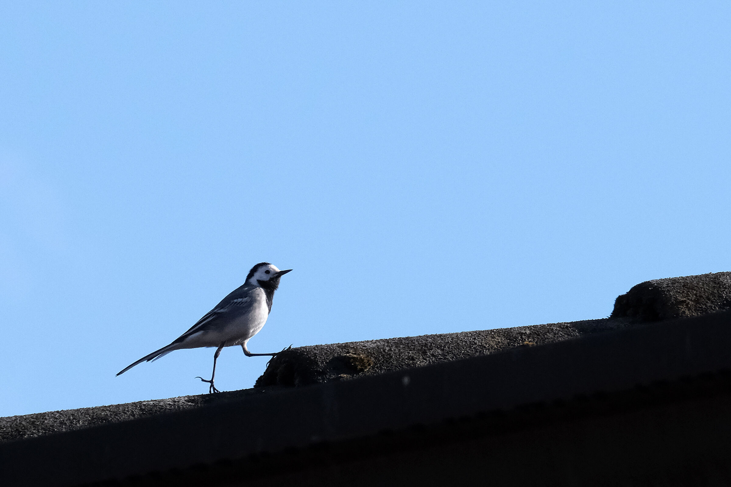 white wagtail ...